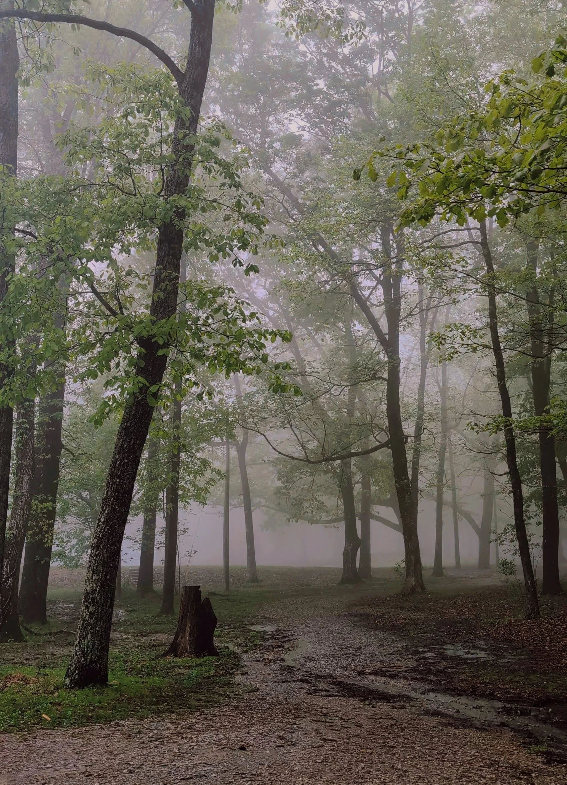 Pilgrims &amp; Peasants in the Early Dark