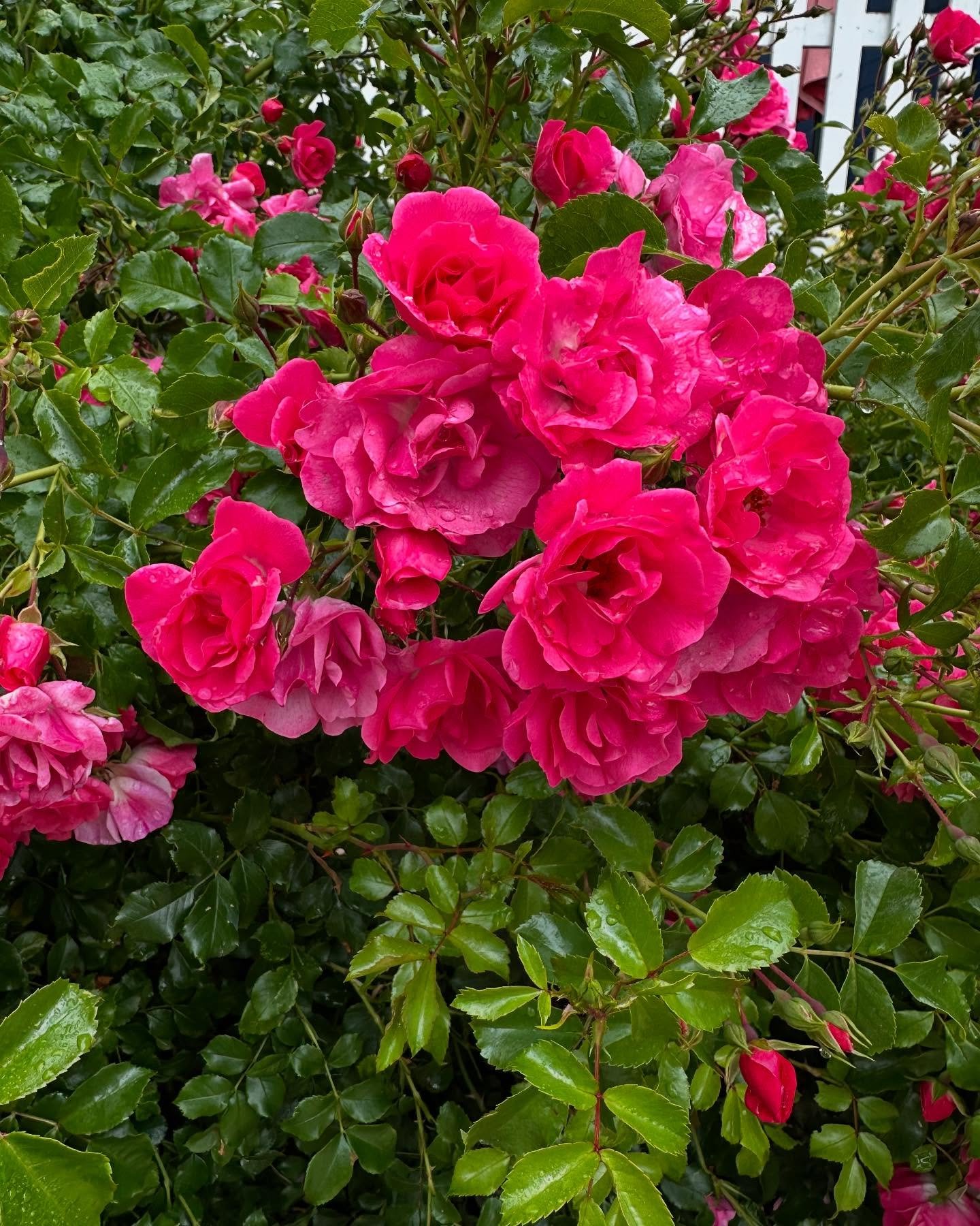Our President might have just started a war with Iran so I&rsquo;m going to post some of the gorgeous flowers I&rsquo;ve seen while doorbelling. We all are going to need a little beauty to survive what comes.