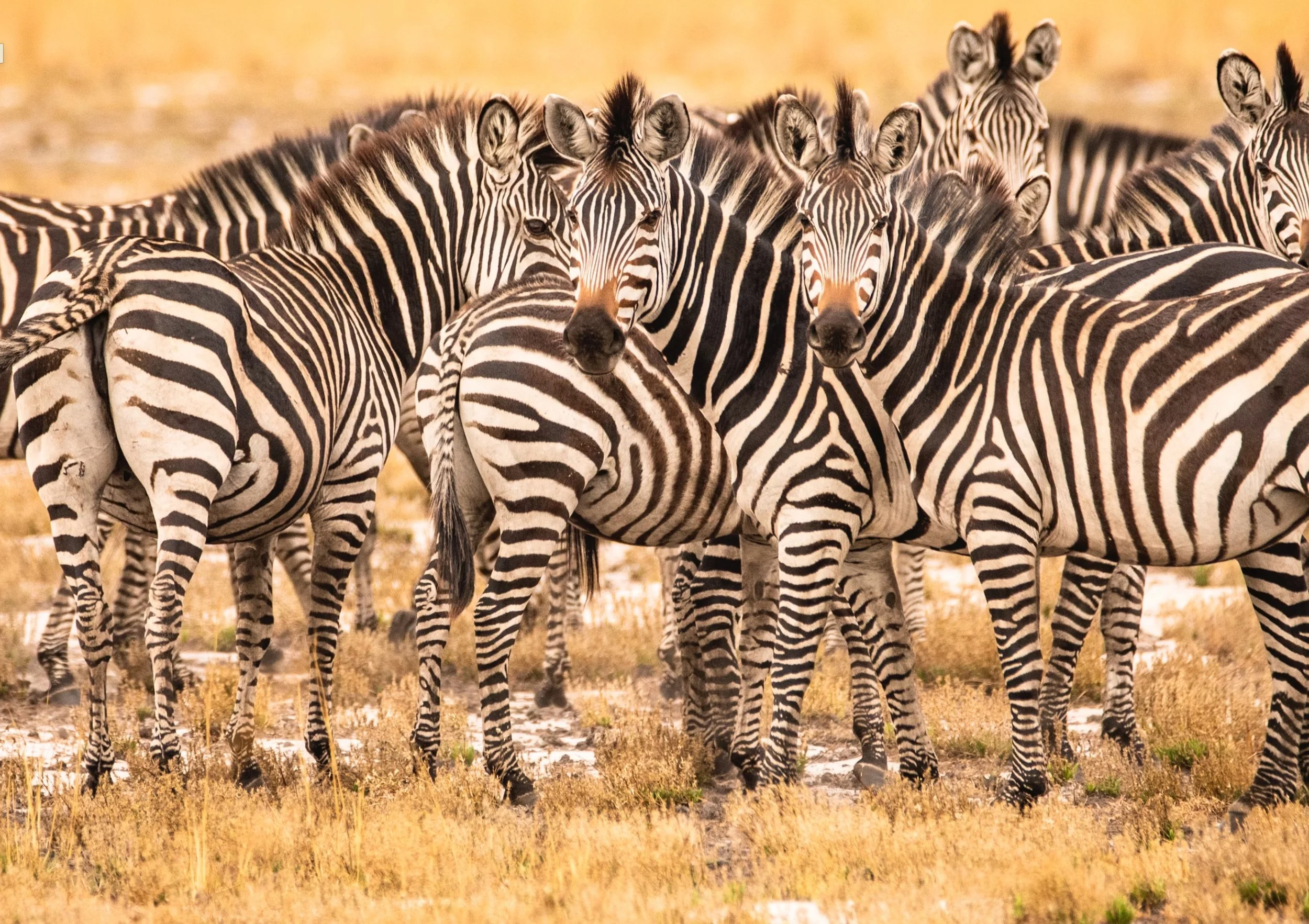 A herd of zebras — individual stripes that create collective camouflage