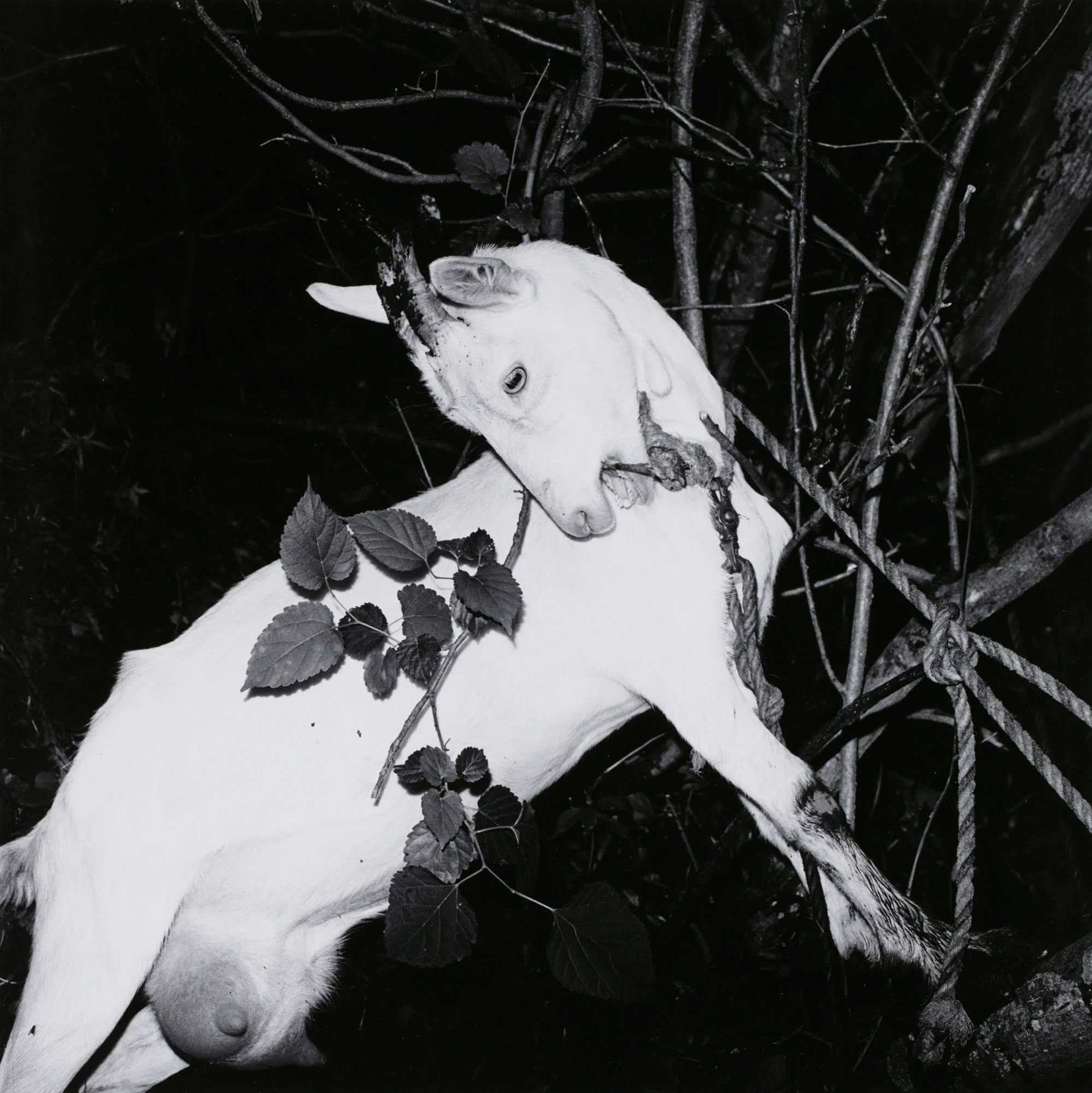 Hidden Light: Issei Suda