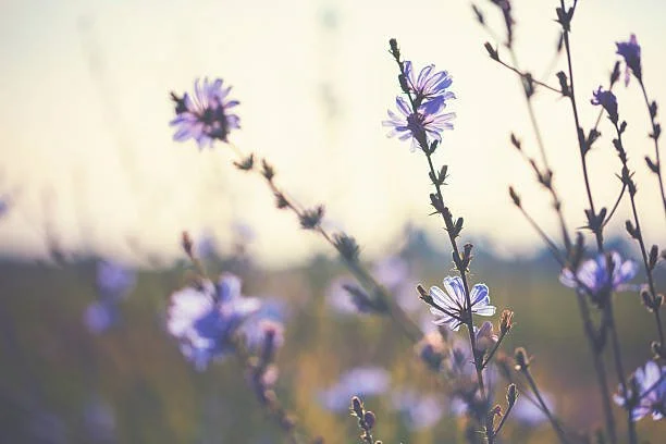 Blaue Wildblumen im Sonnenlicht in einer Blumenwiese