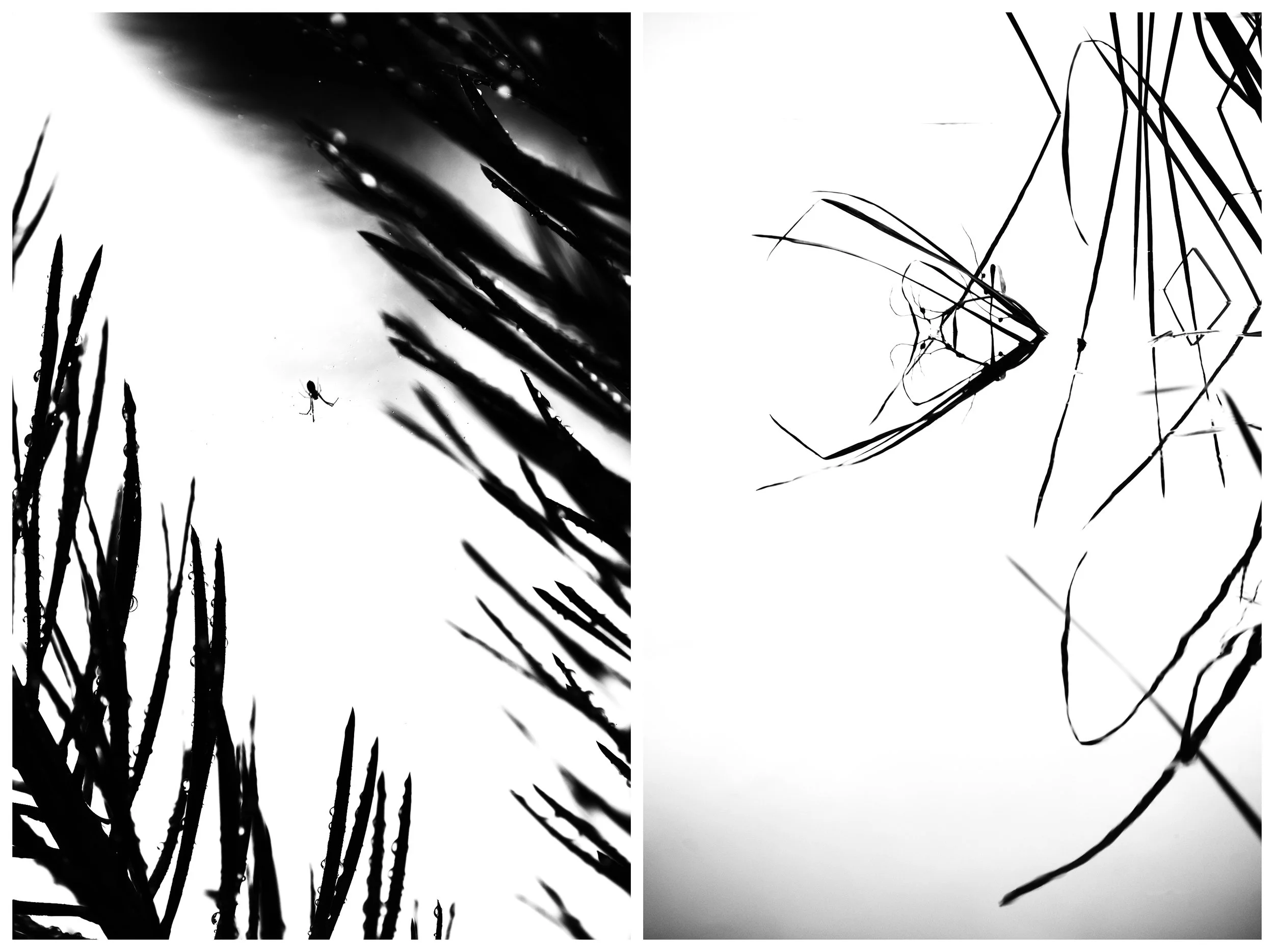 Diptych