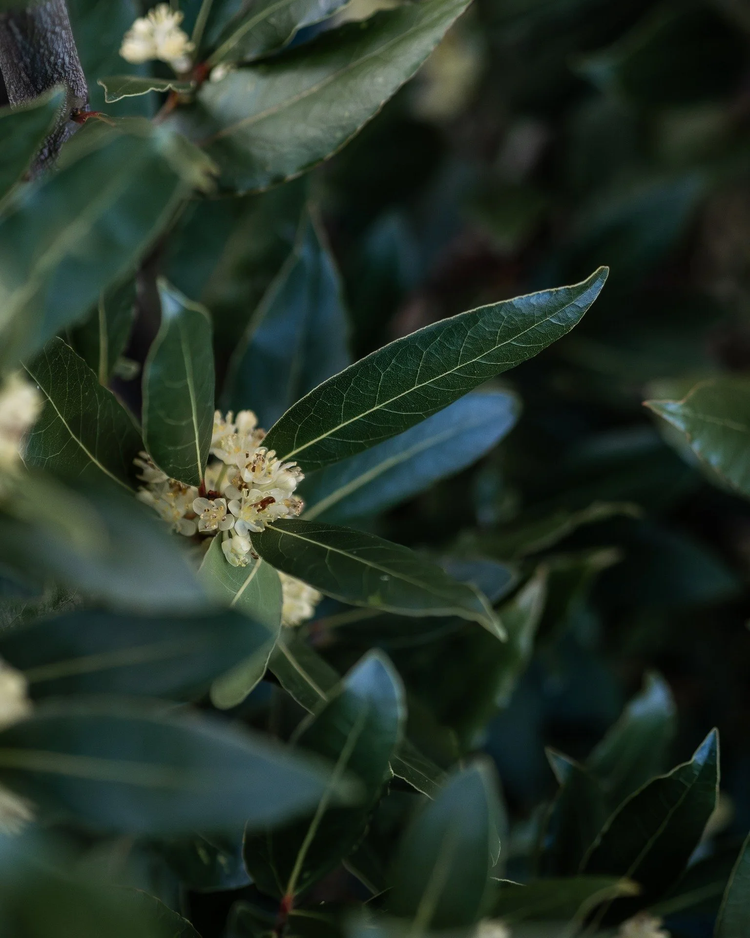 The bay leaf bush in flower...

This was a gift from my new neighbour when I moved to the farm...

Not knowing anything about bay plants, I popped it in a spot in the food forest, but it was a bit out of sight, out of mind...

This plant was my first