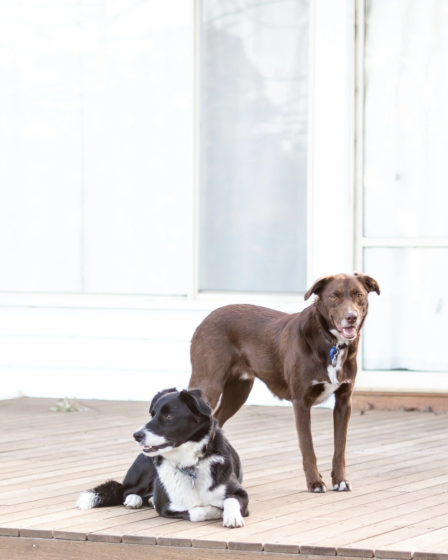 Just that moment when I am walking around with the camera and doggos sit down together 

#dogsofinstagram #5acrefarmtaradale