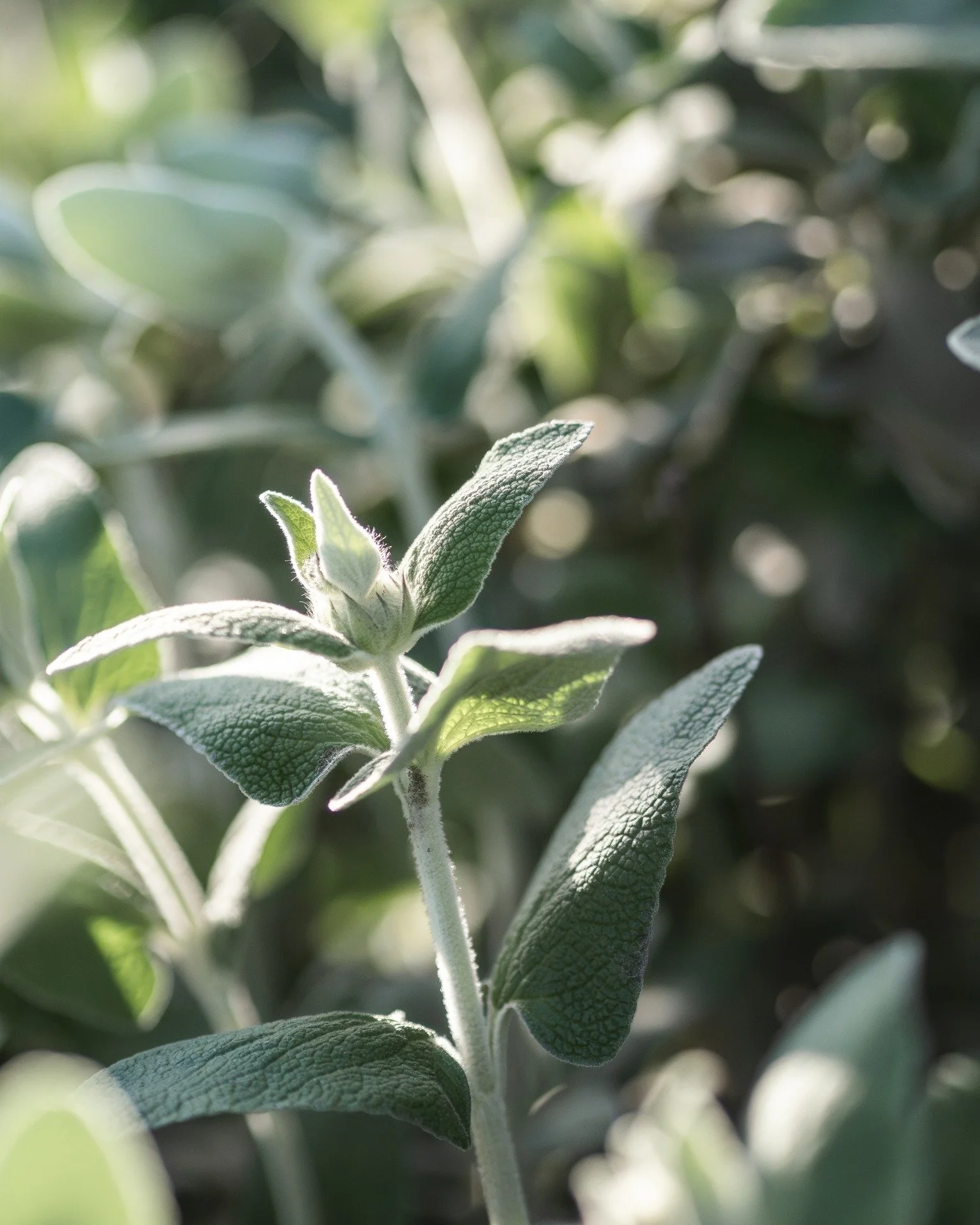 The dry flowers from last season have been removed (they make great structure for the compost) from the Phlomis &quot;Lemon Blush&quot; and the new flowers are starting to emerge...

#phlomislemonblush #flowers #perennials #5acrefarm