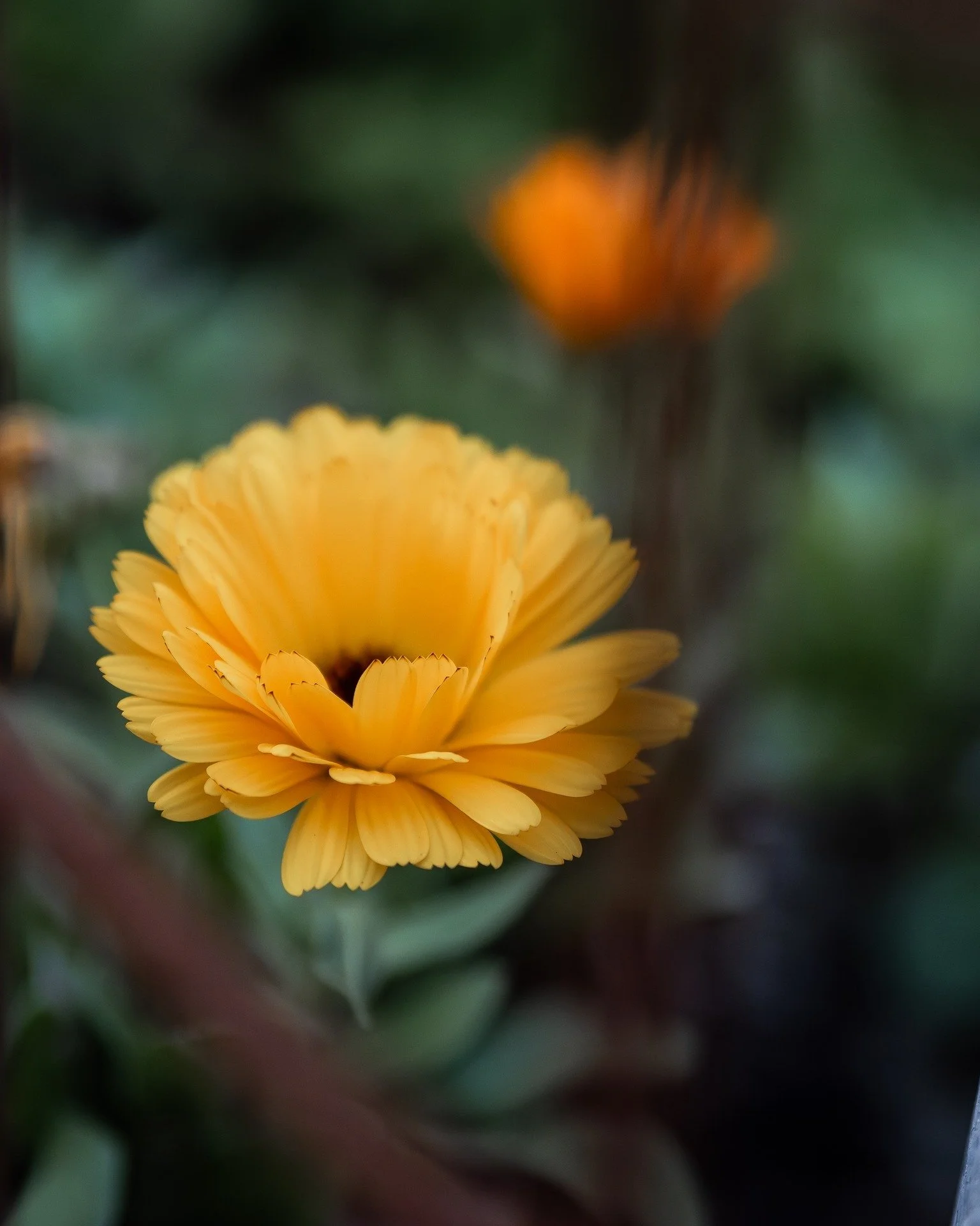 Calendula is such a generous plant...

I bought maybe one or two plants to begin with and have had calendula ever since...

It is an annual that self seeds and therefore multiples...

This particular one is not growing in the best soil, yet it contin
