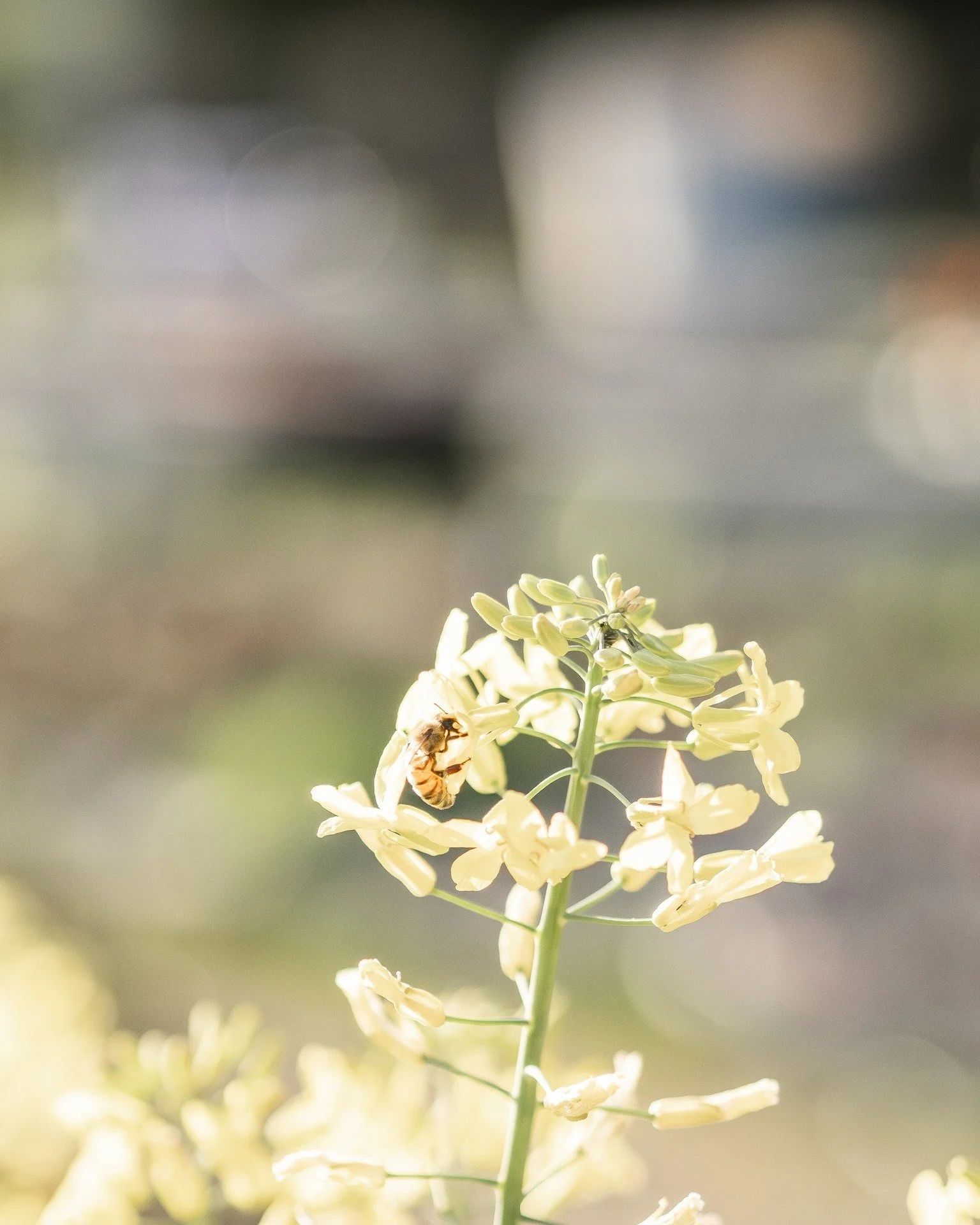Bee Appreciation Post...

The bees are some of the hardest workers on the farm...

They have been busy buzzing around pollinating all the fruits trees and vegetables that have gone to seed...

Check out the full pollen baskets on the bee in photo 4..