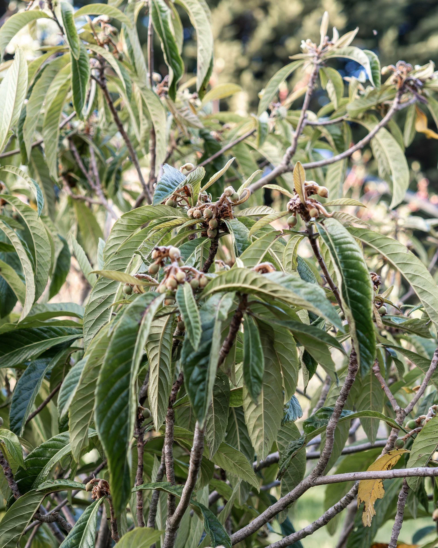 The Loquat Tree was one of the fruit trees I inherited with the farm...

I never really know what to do with them though. Eat them straight, turn them into something else...

Does anyone have any suggestion?

PS: Love standing in the Food Forest and 