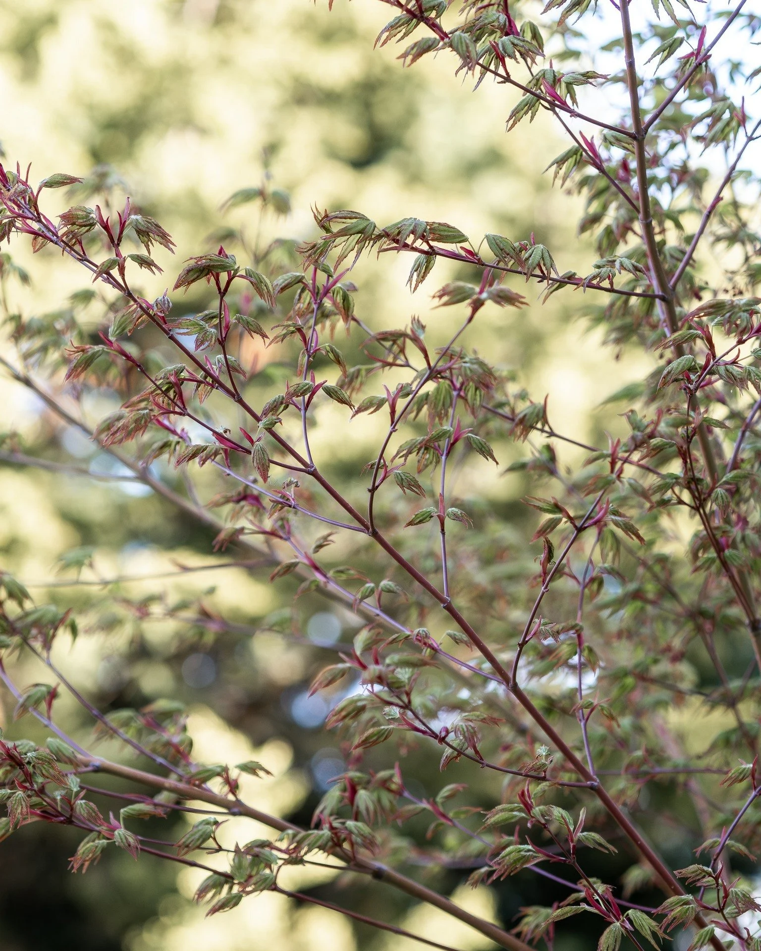 This tree is a lesson, just like the Bay Tree, that it is okay to move plants...

This Japanese Maple was planted in the middle of the lawn when I moved here. I didn't find it particularly practical there, so I moved it to the driveway, as a replacem