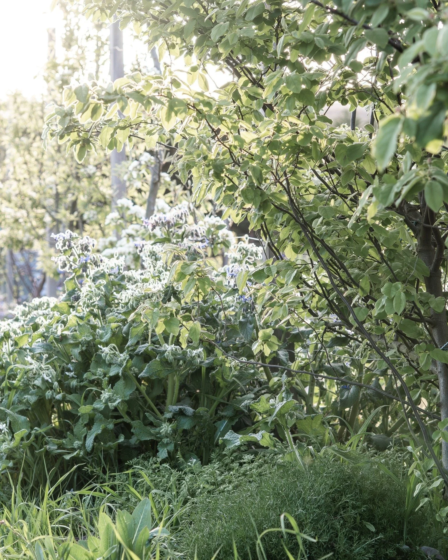 After years of working on the Food Forest, it is finally having that lush, wild, abundant feeling I was going for...

Pictured here is a Pear Tree, Roman Chamomile, Nigella and Borage...

#foodforest #nigella #chamomile #borage #peartree #5acrefarm #