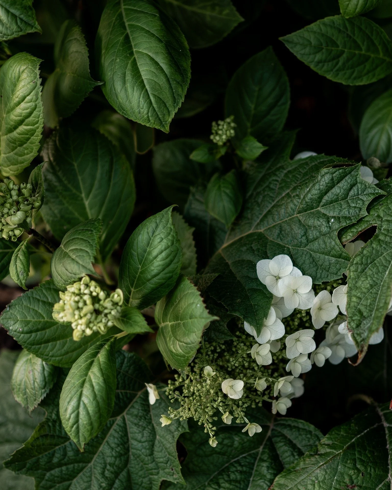 The first of the hydrangeas, the oakleaf hydrangea...

#hydrangea #oakleafhydrangea #5acrefarm