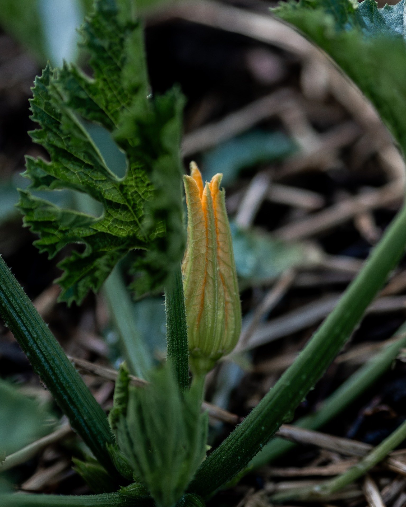 The zucchinis are finally on their way...

#zucchini #vegetables #homegrownvegetables #5acrefarm