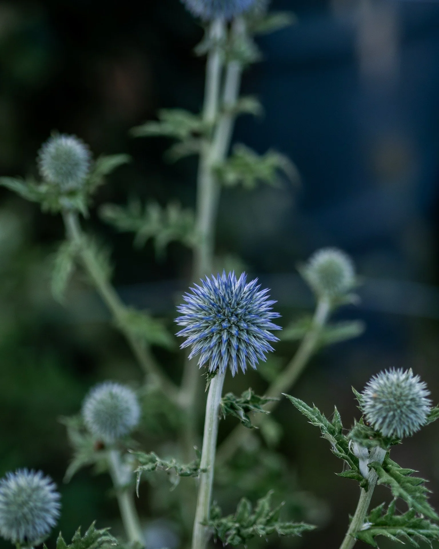 The changing colour of the Echinops Ritro Violet...

#flowers #echinopsritroviolet #5acrefarm