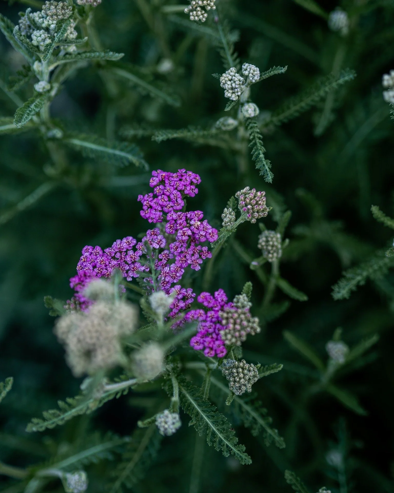The beautiful Yarrow/Achillea Cerise Queen...

#yarrow #achillea #flowers #5acrefarm