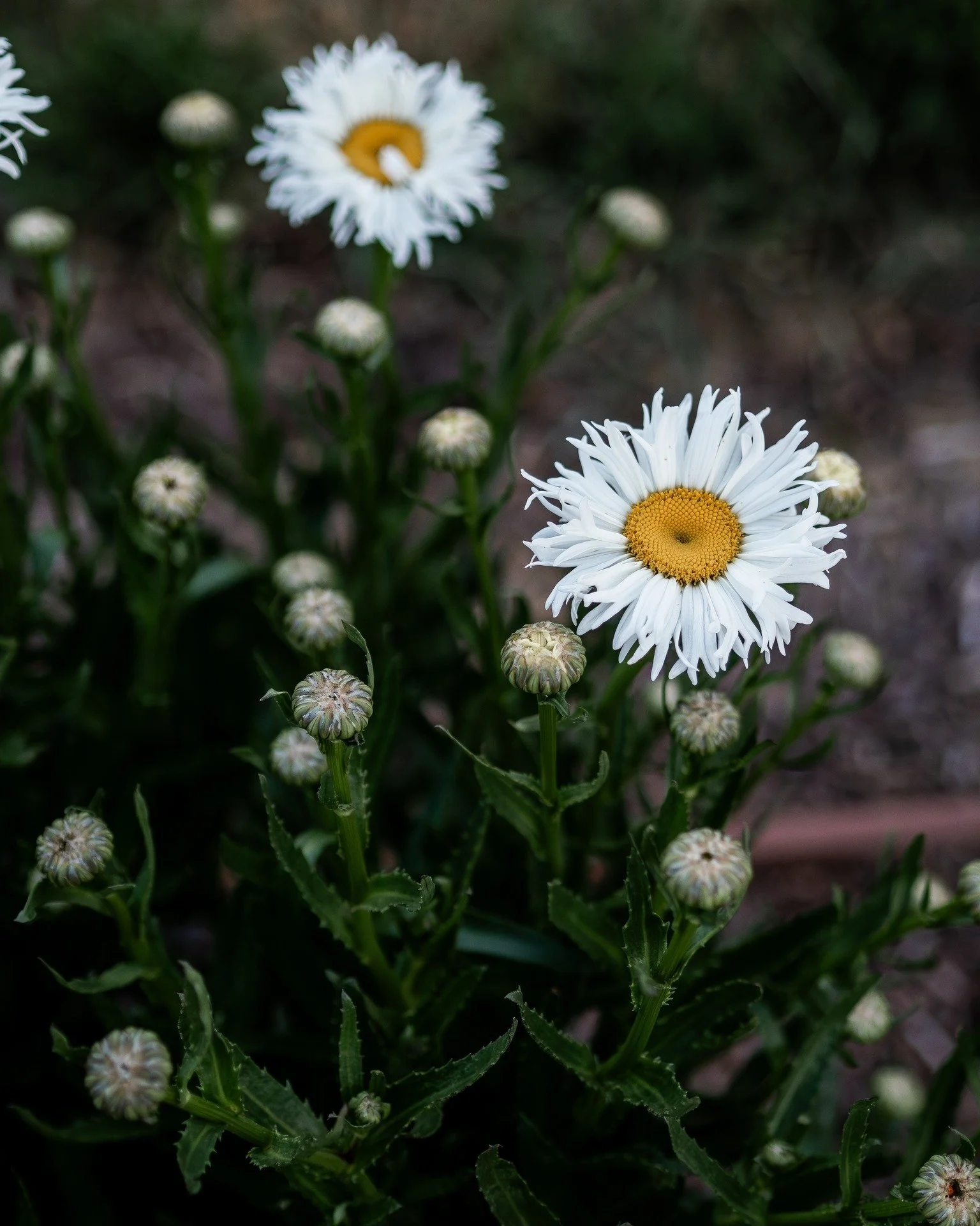 I am lovely this Shasta Daisy purchased from @friendswombathill early last year...

It was moved in Spring and is flourishing in the new market garden...

Check out my latest Substack (link in bio) to learn all about the new market garden...

#5acref