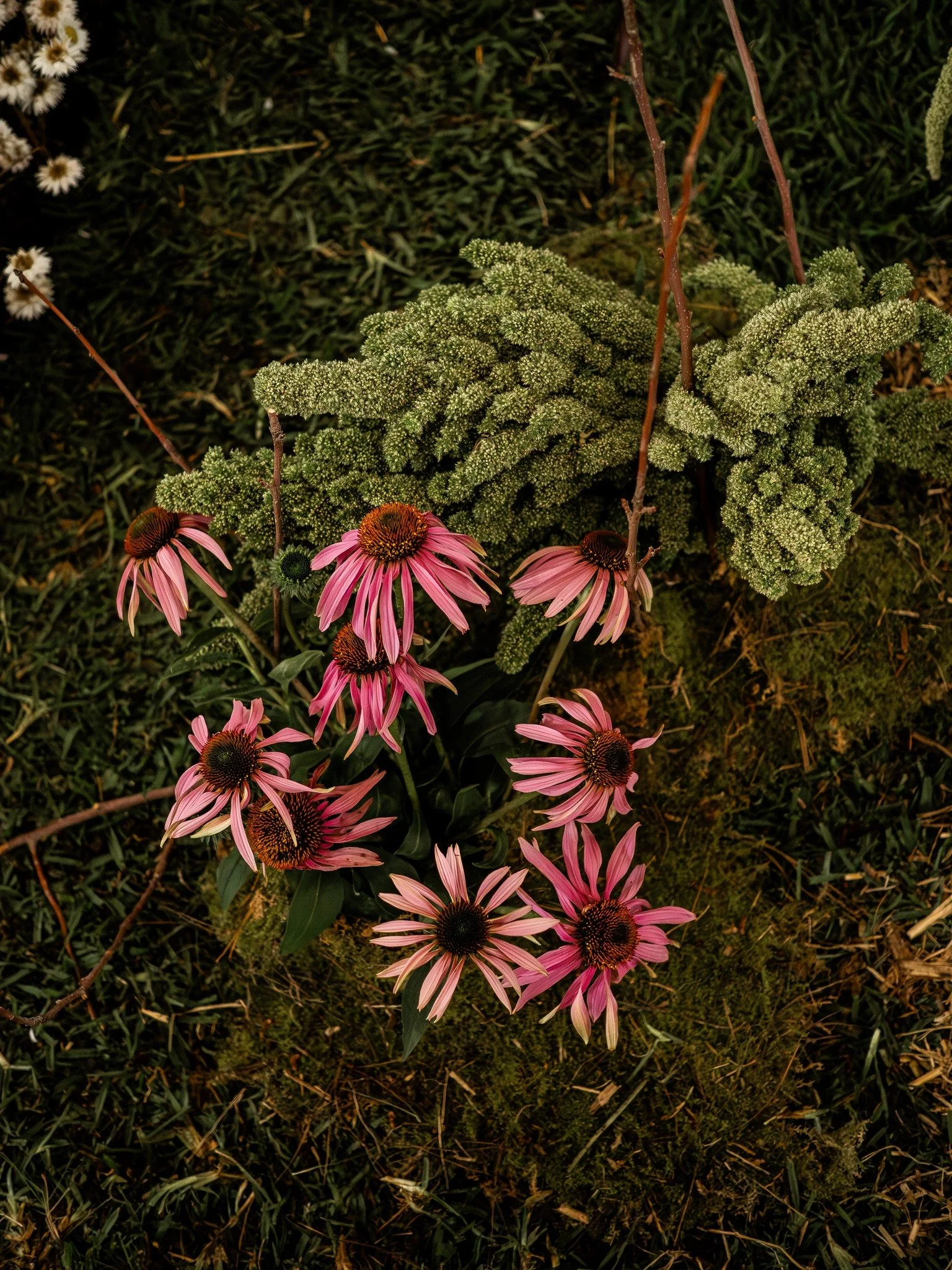 This year's theme for the Melbourne International Flower and Garden Show floral installations is Kalediscope...

For a Kaleidoscope to work there needs to be contrast. Kaleidscopes change with each movement. When it comes to growing the constant cycl