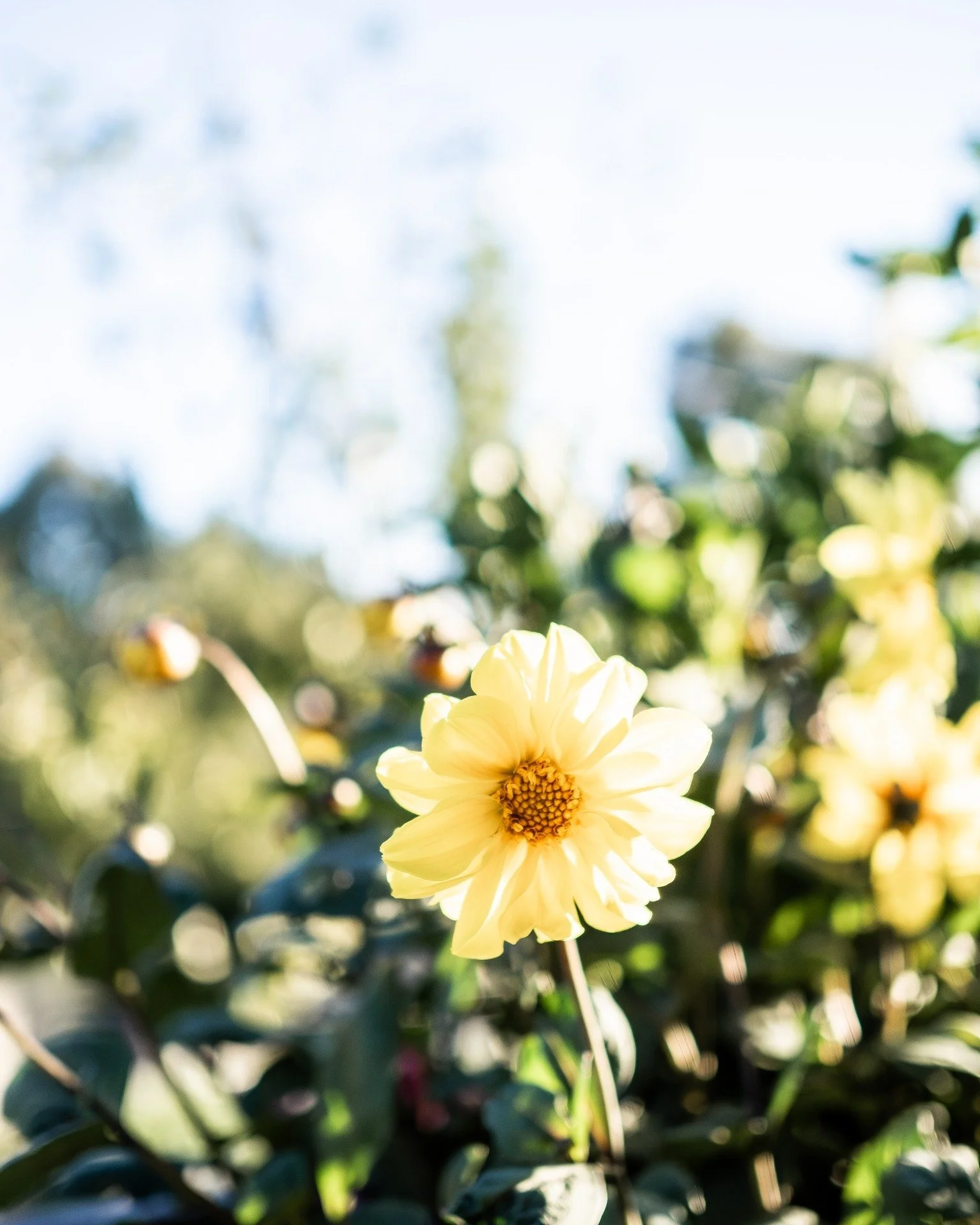 Resuming regular programming...

Loving this autumn light...

So many jobs to do in the garden, time to get to it...

#gardenlife #5acrefarm #dahlias