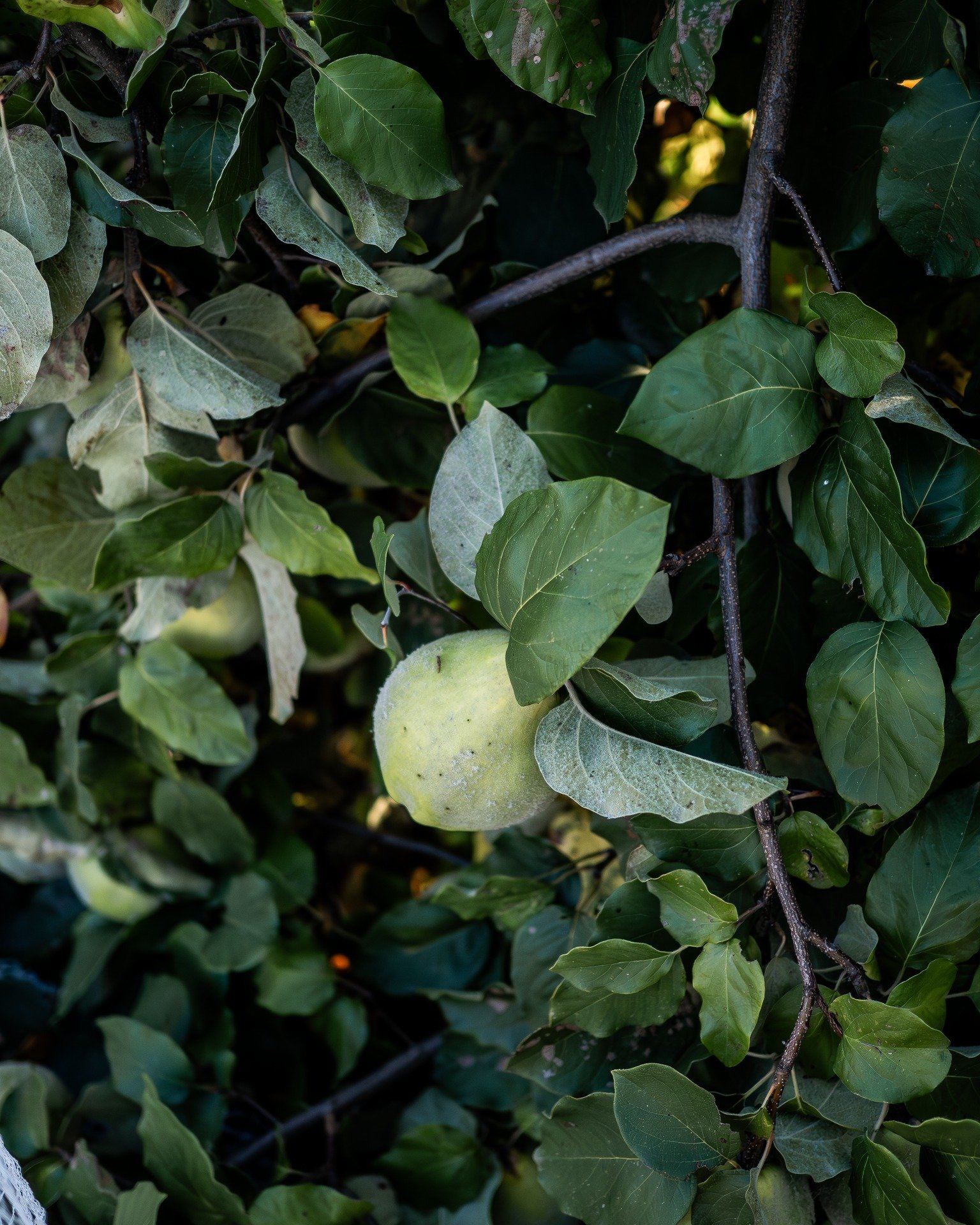 The quince tree is ladened with abundance...

Can't wait for the sweet smell of quince on the air when they ripen..

#quince #5acrefarm #fruittree