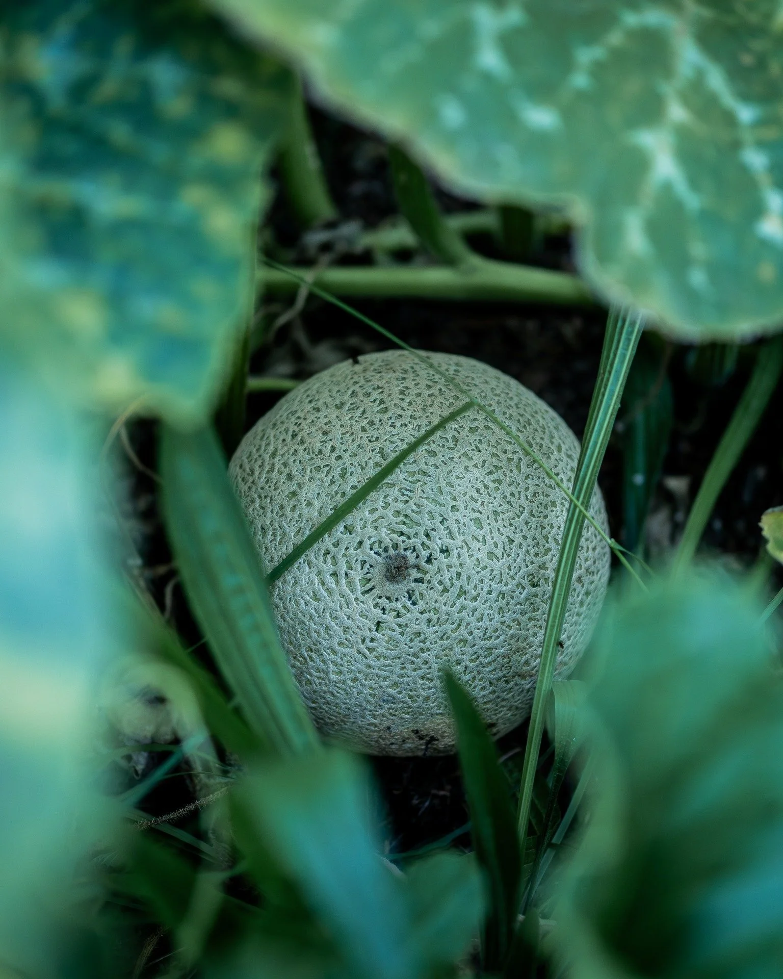 A few little rockmelons still left in the garden...

Pretty tasty if I do say so myself...

See the second pick for some unknown melon maybe pumpkin hybrid...

#hybrid #rockmelon #fruit #5acrefarm