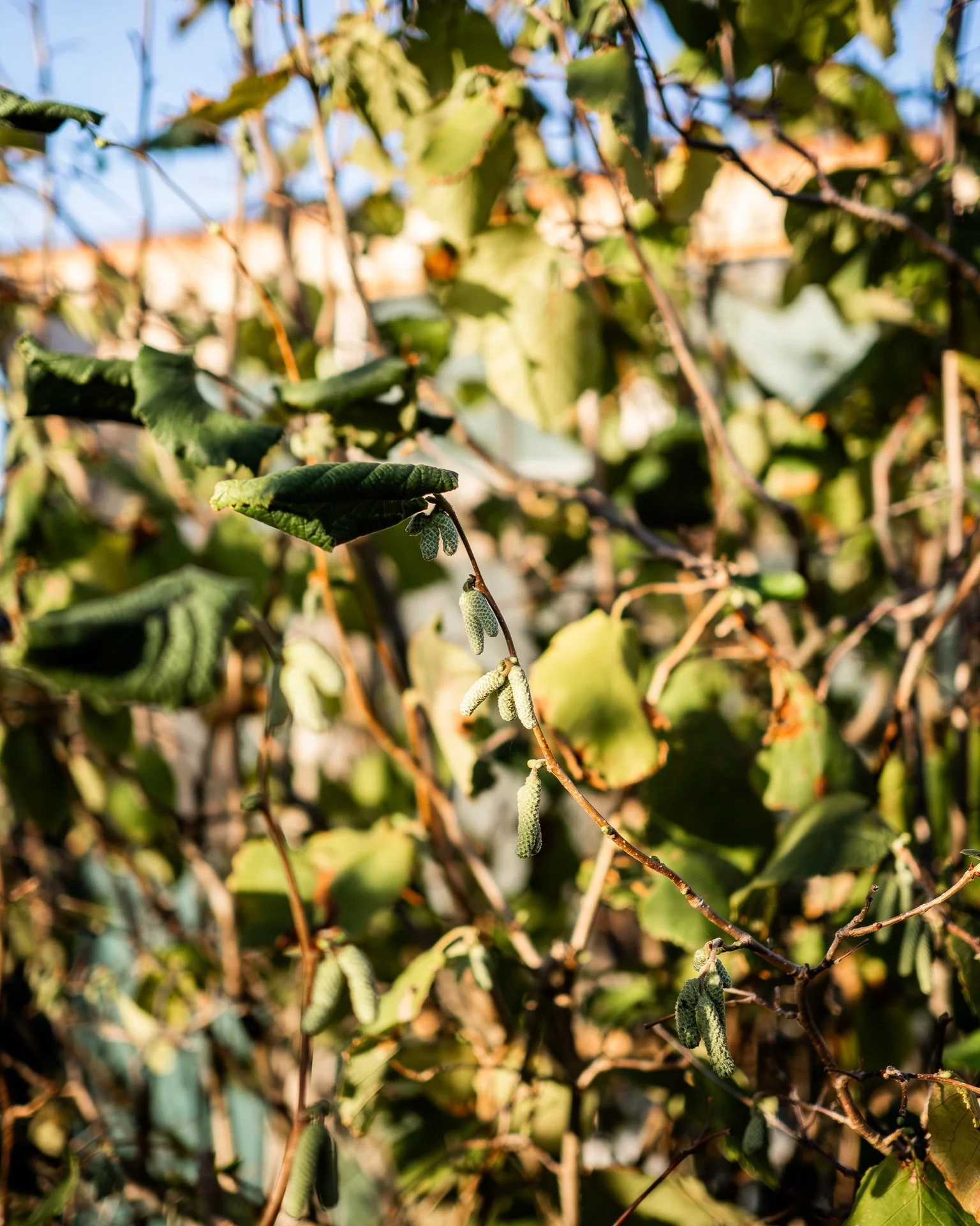The hazelnuts are still confused, it is trying to set flowers as we move towards the middle of autumn...

#hazelnuts #5acrefarm