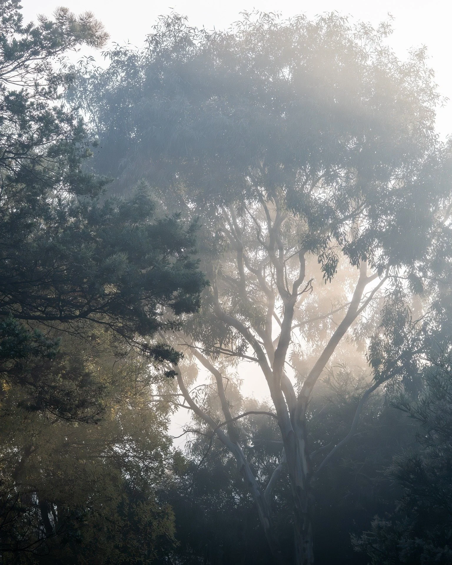 One of my simple joys is going outside in the morning and capturing the way the morning light settles with my camera...

#mornings #5acrefarm