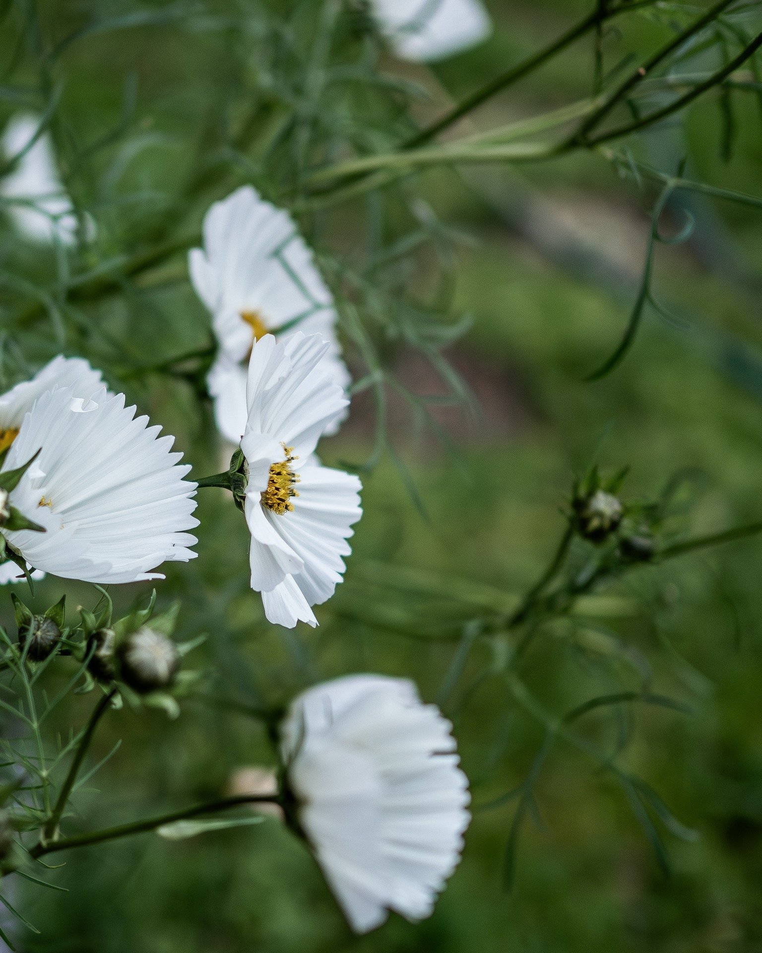 They were planted late and not in a place that gets a lot of sun, but they are providing some flowering joy in autumn...

#cosmos #flowers #5acrefarm
