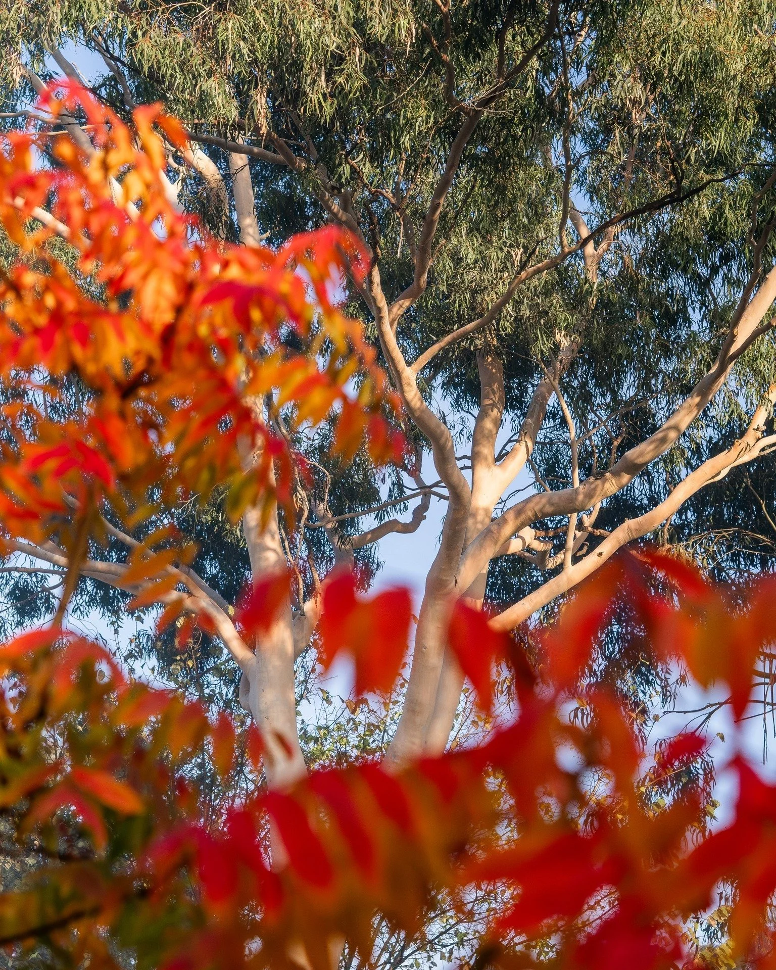 Have you ever thought about natives vs non-natives?

I say why limit yourself and why not enjoy both natives and non-natives...

As I walked back up the driveway, lined with gum trees and Chinese pistachio, i thought this was the perfect example of t