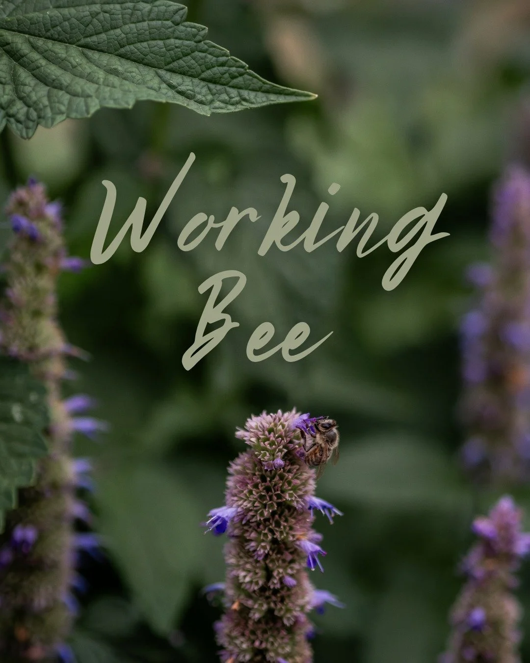 To help me catch up with things on the farm, there is another working bee planned:

Saturday 16 May 10am - 12pm

Come along and meet some other people, whilst we weed or do other gardening jobs.

Lunch and refreshments will be provided. 

To help me 