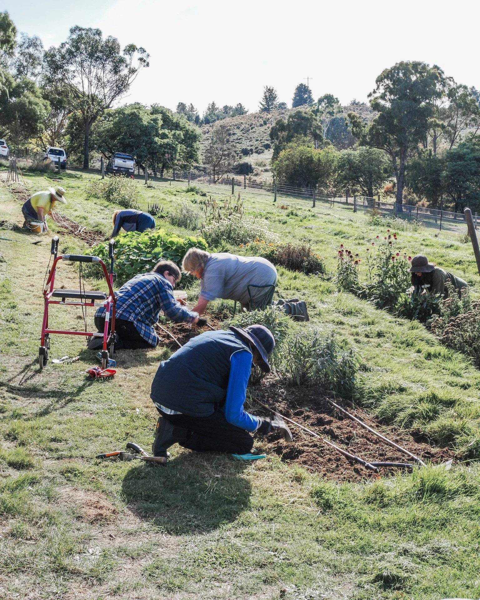 On Saturday, I had the second working bee at the farm...

Thank you to the amazing 6 people who gave up a couple of hours on their Saturday morning to help weed in the growing paddock...

We all agreed there is nothing like the feeling of satisfactio