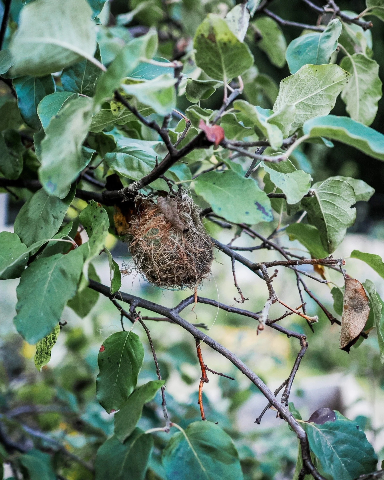 When I was picking the Quinces from the tree, I found a beautiful birds nest woven into the tree...

#quincetree #5acrefarm