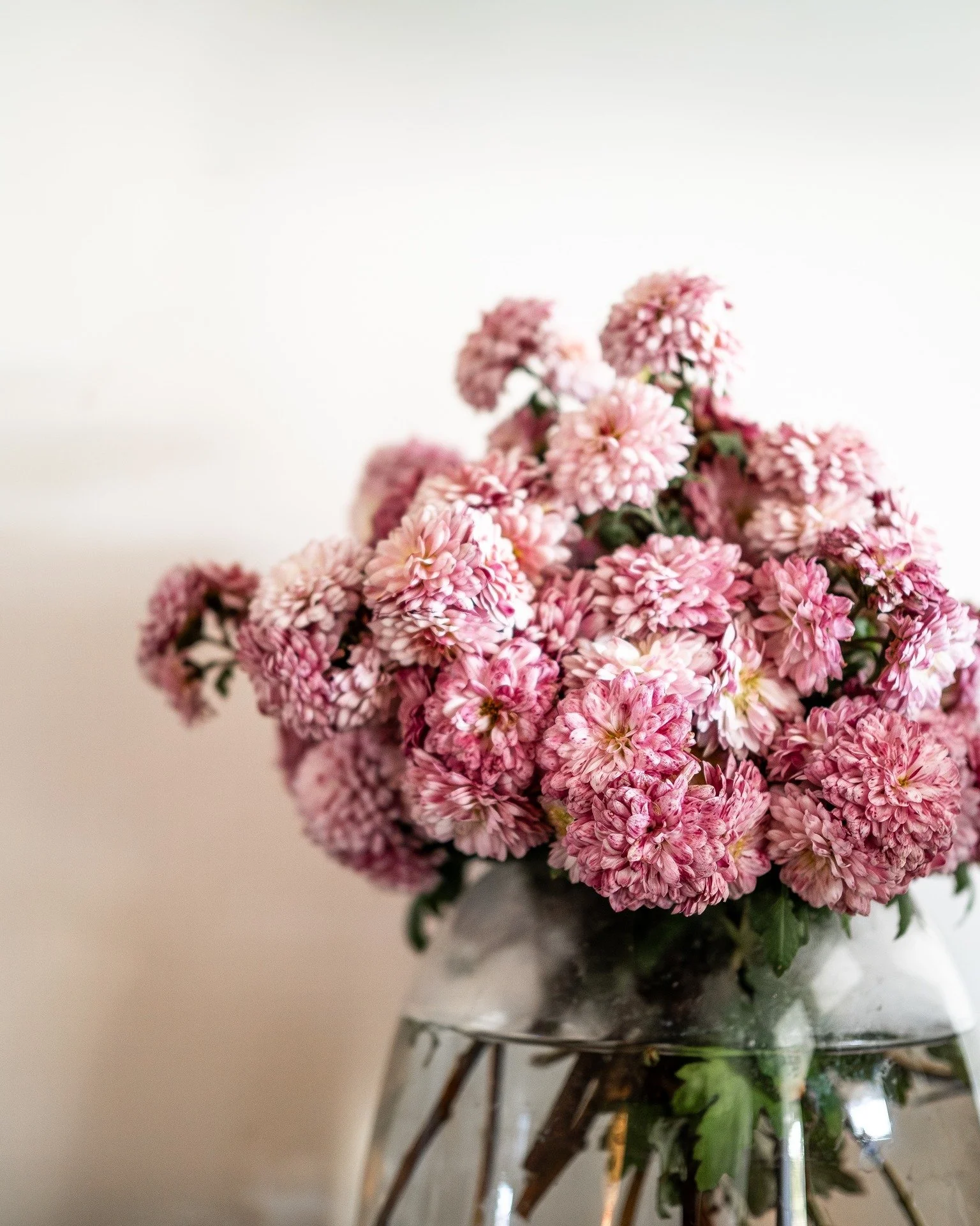 Enjoying the last of the chrysanthemums...

And loving the on mass vibe of just one variety...

#flowers #5acrefarm #chrysanthemums