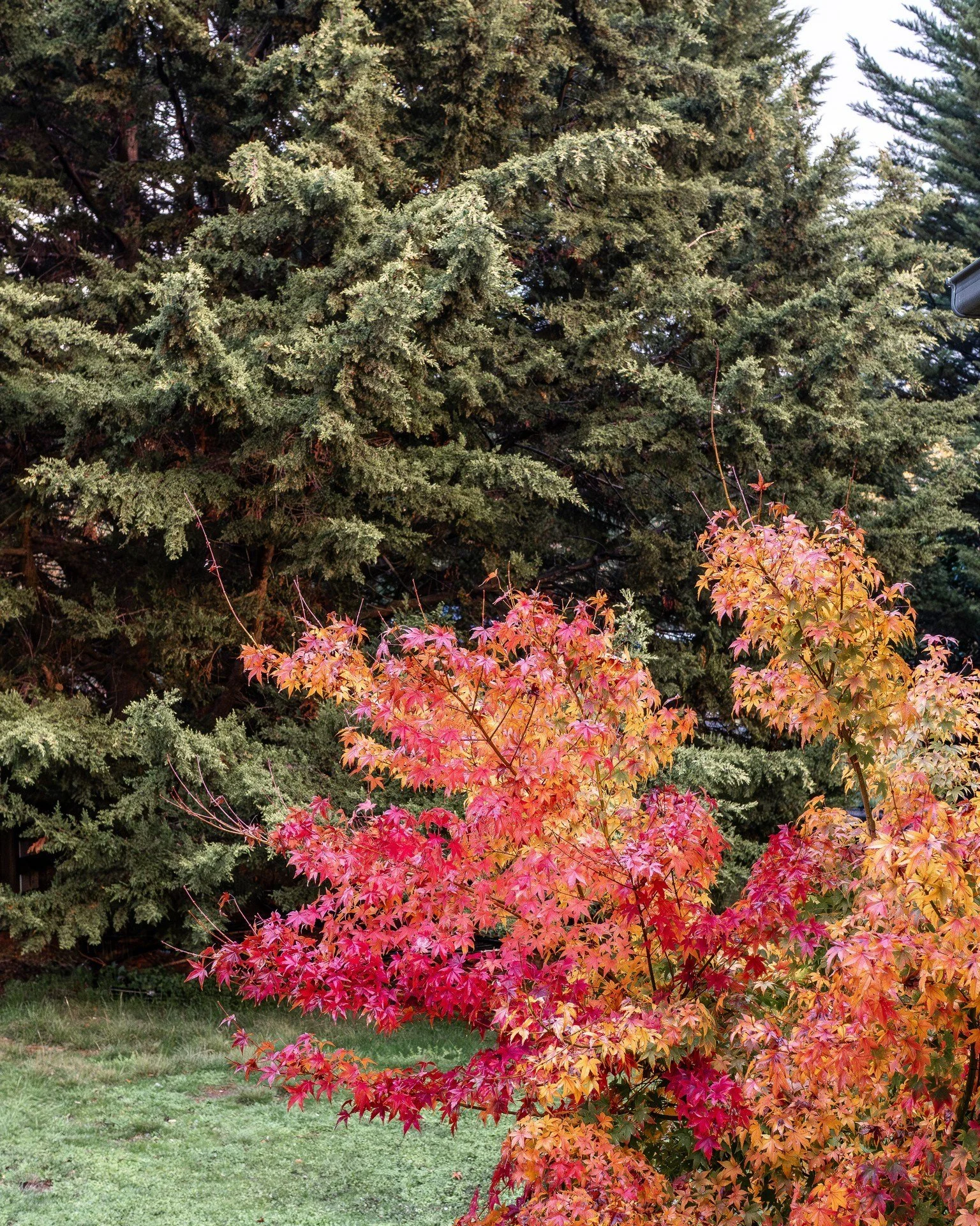Autumn vibes still strong here...

Love that all three colours are happening at one...

#autumn #winter #5acrefarm