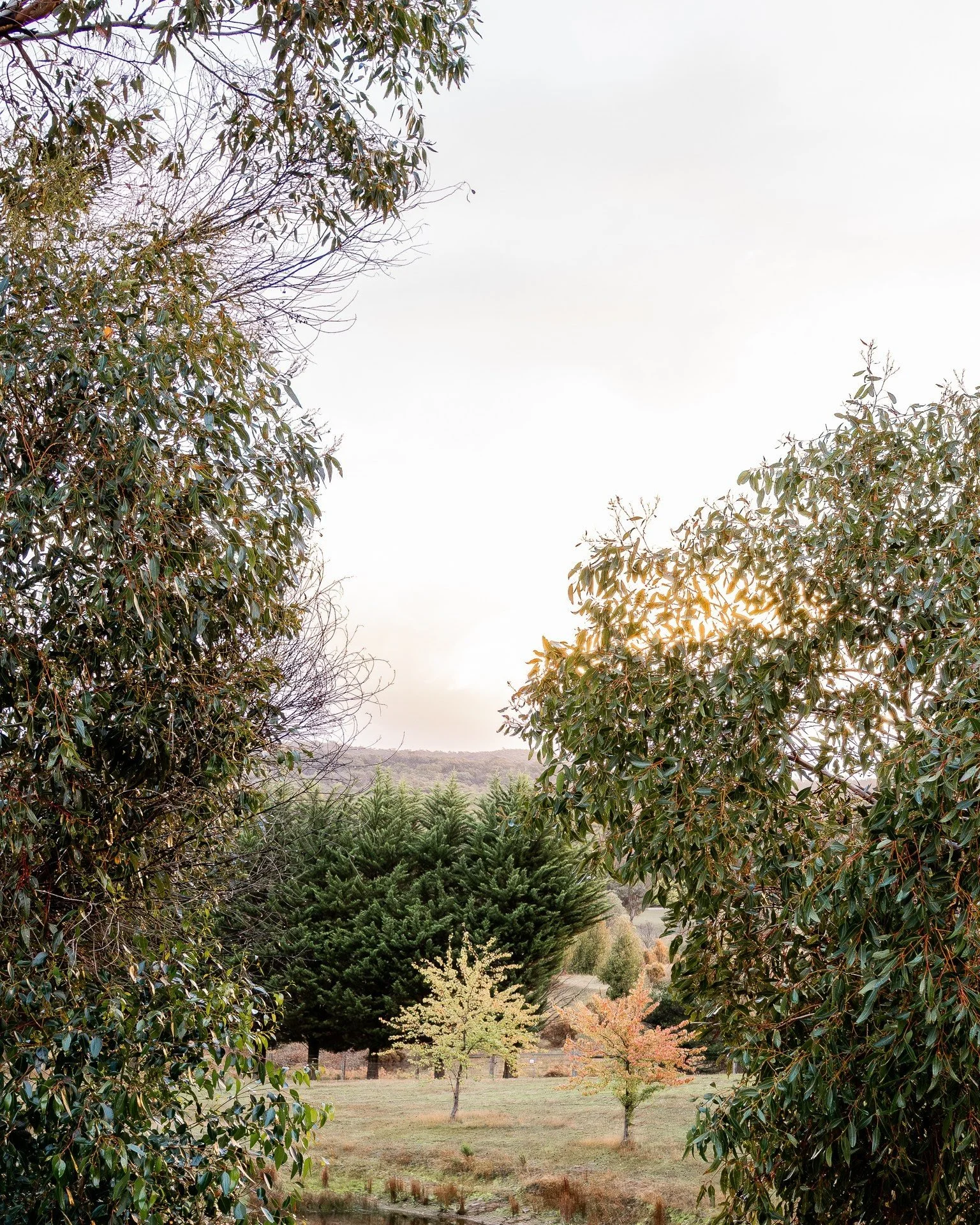 Meanwhile, in the back paddock the trees along the dam are on their own autumn change timeline...

#autumn #winter #5acrefarm