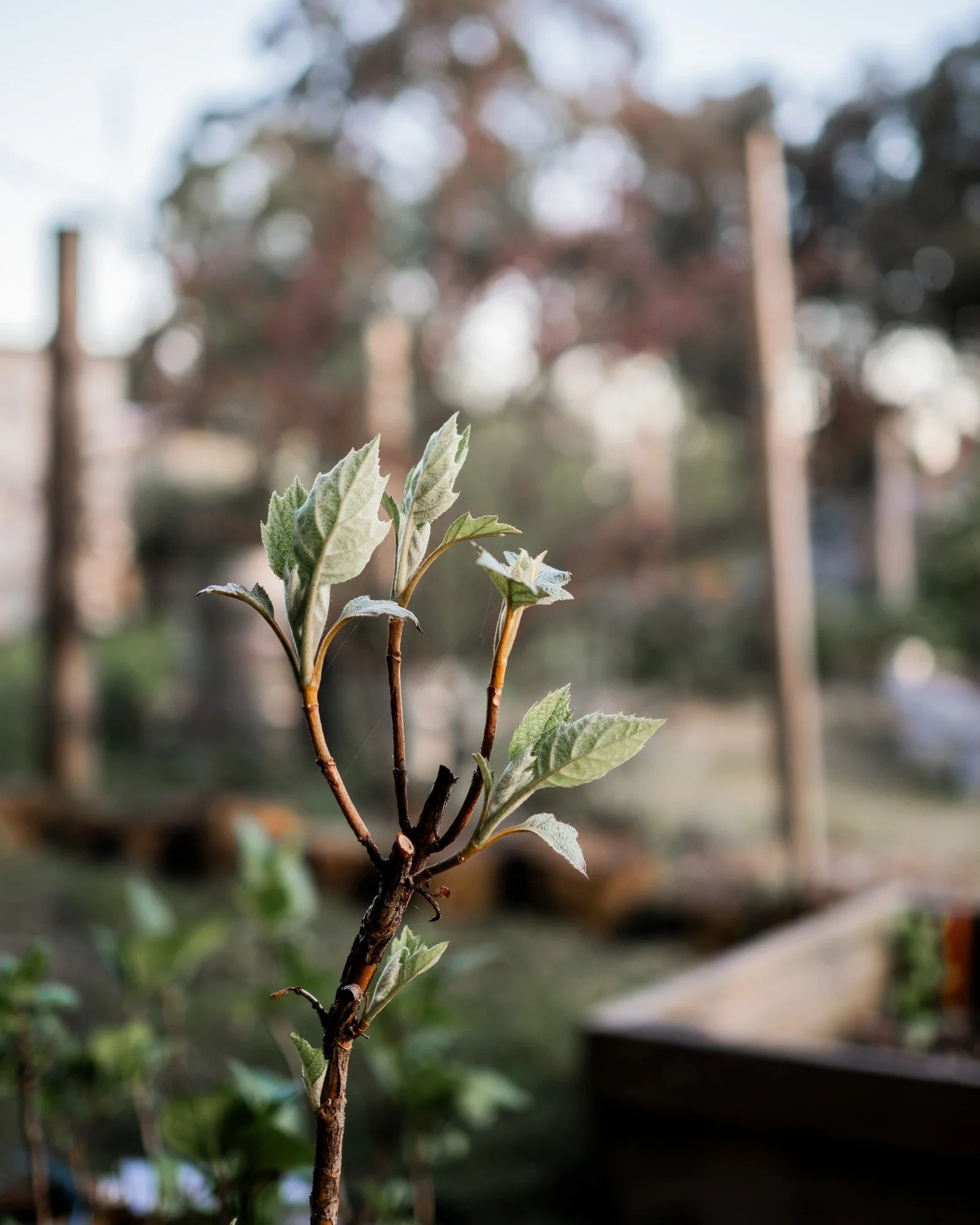 The oakleaf hydrangea is springing back to life in a new spot...
