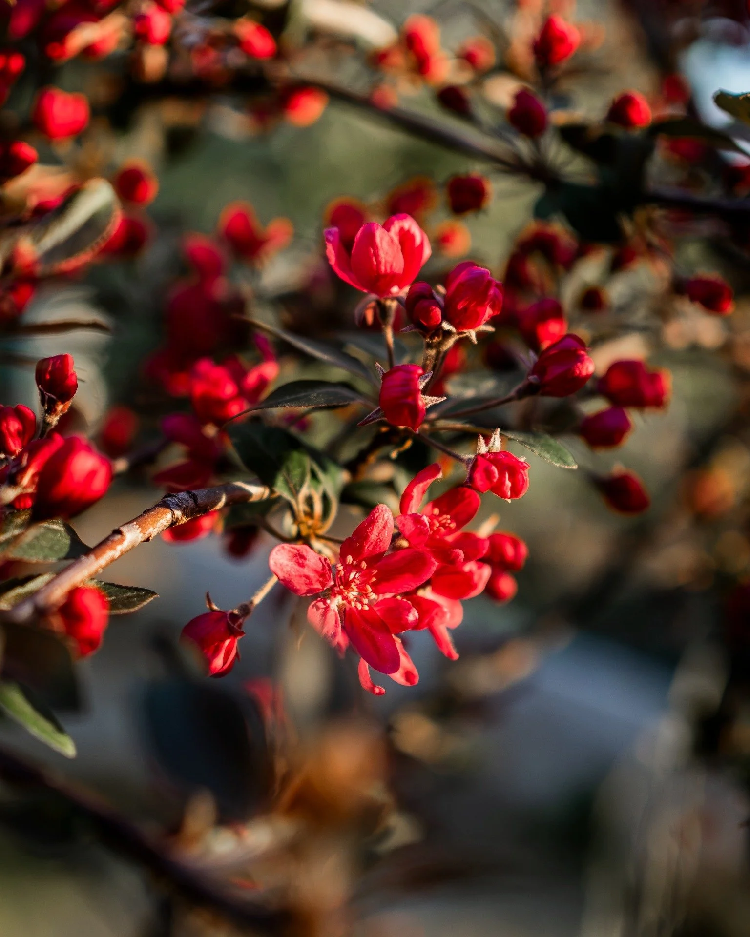The beautiful bold pink crabapple blossom...