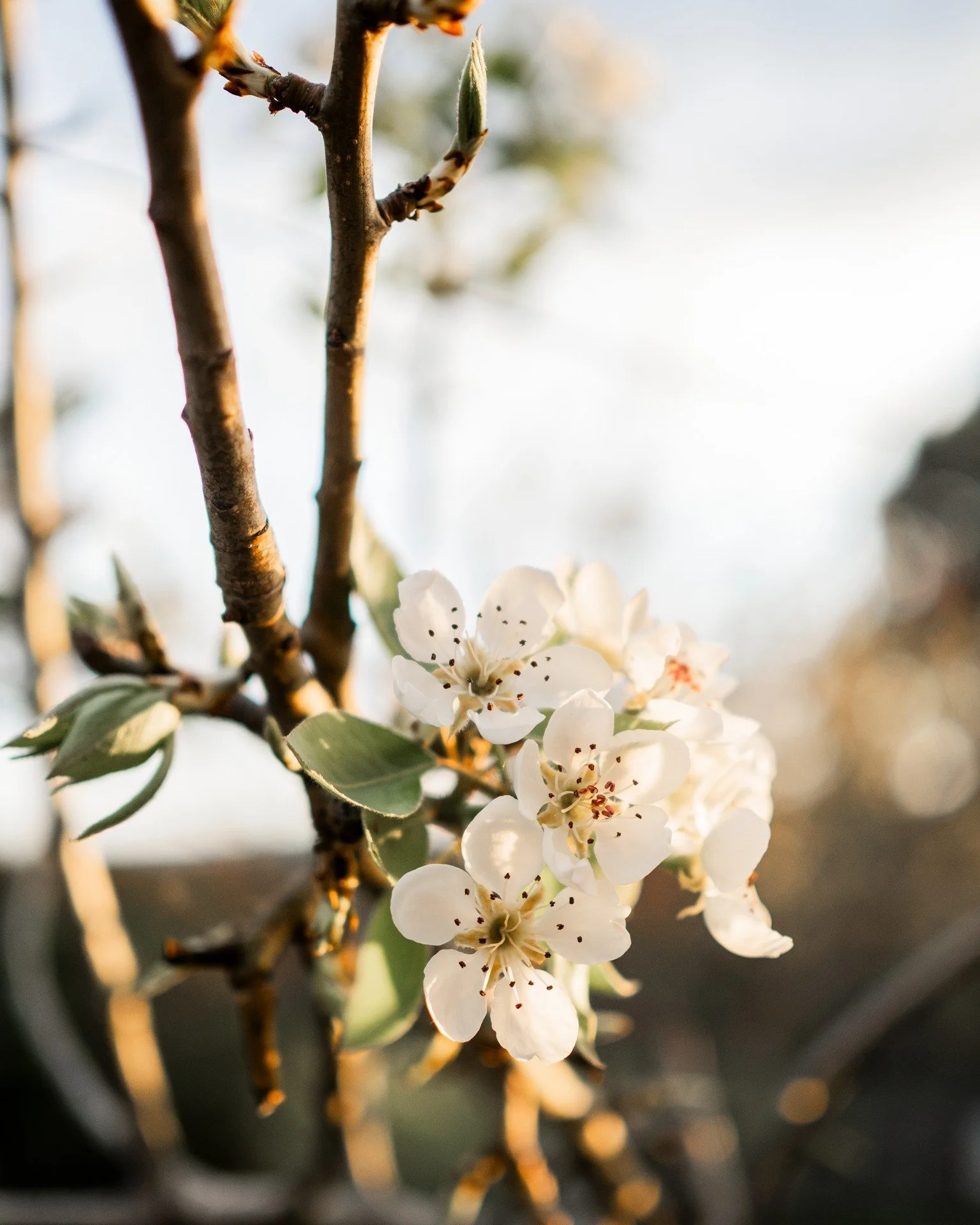 The pear blossoms...that is all...