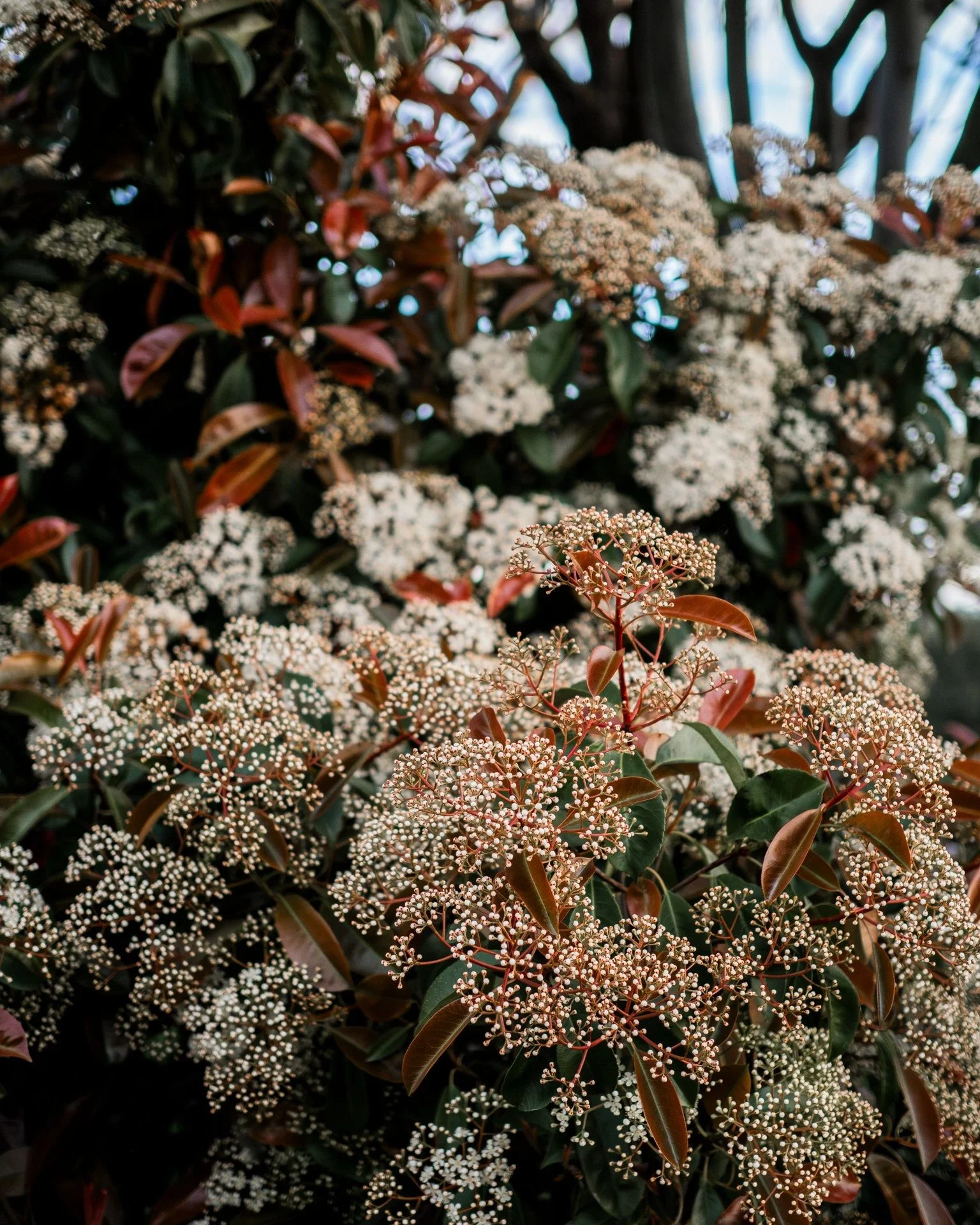I feel like for most of the year, this Photinia robusta hedging, looks fairly boring and just blends into the background...

Come spring it bursts with white flowers and is on show for just a moment...