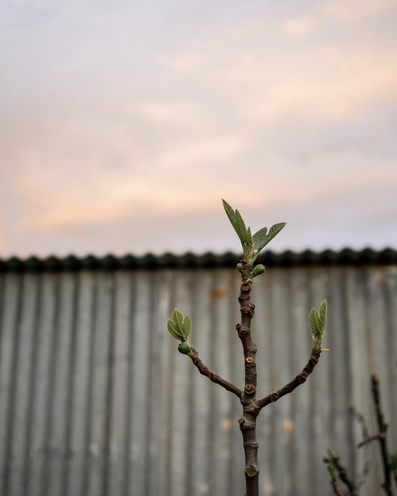 From little things...

How cute are these tiny fig leaves?