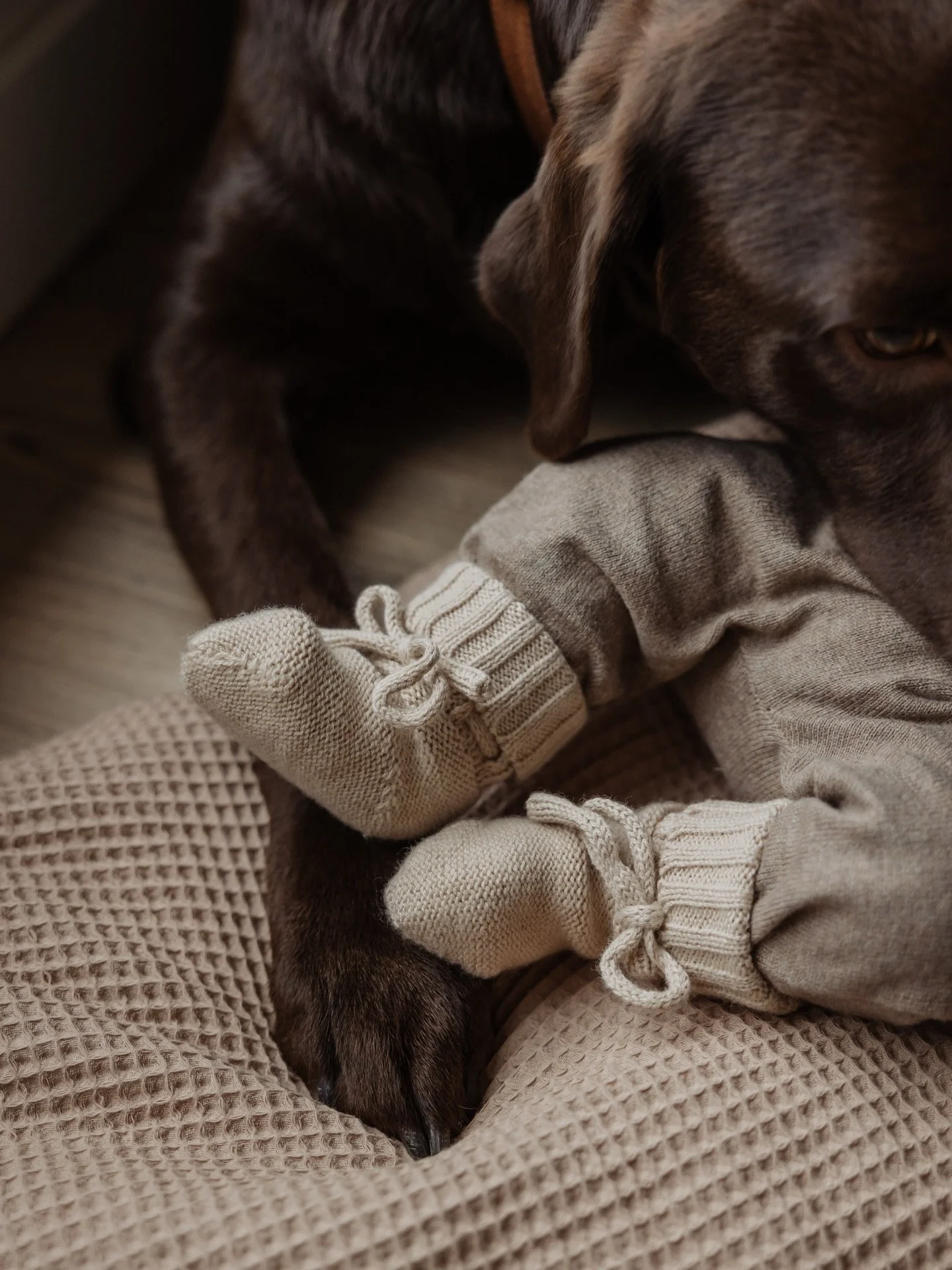 New (furry) best friend 🐾🤎

#newborn #dogandbaby #furryfriend #newbornshoot #newbornphotography