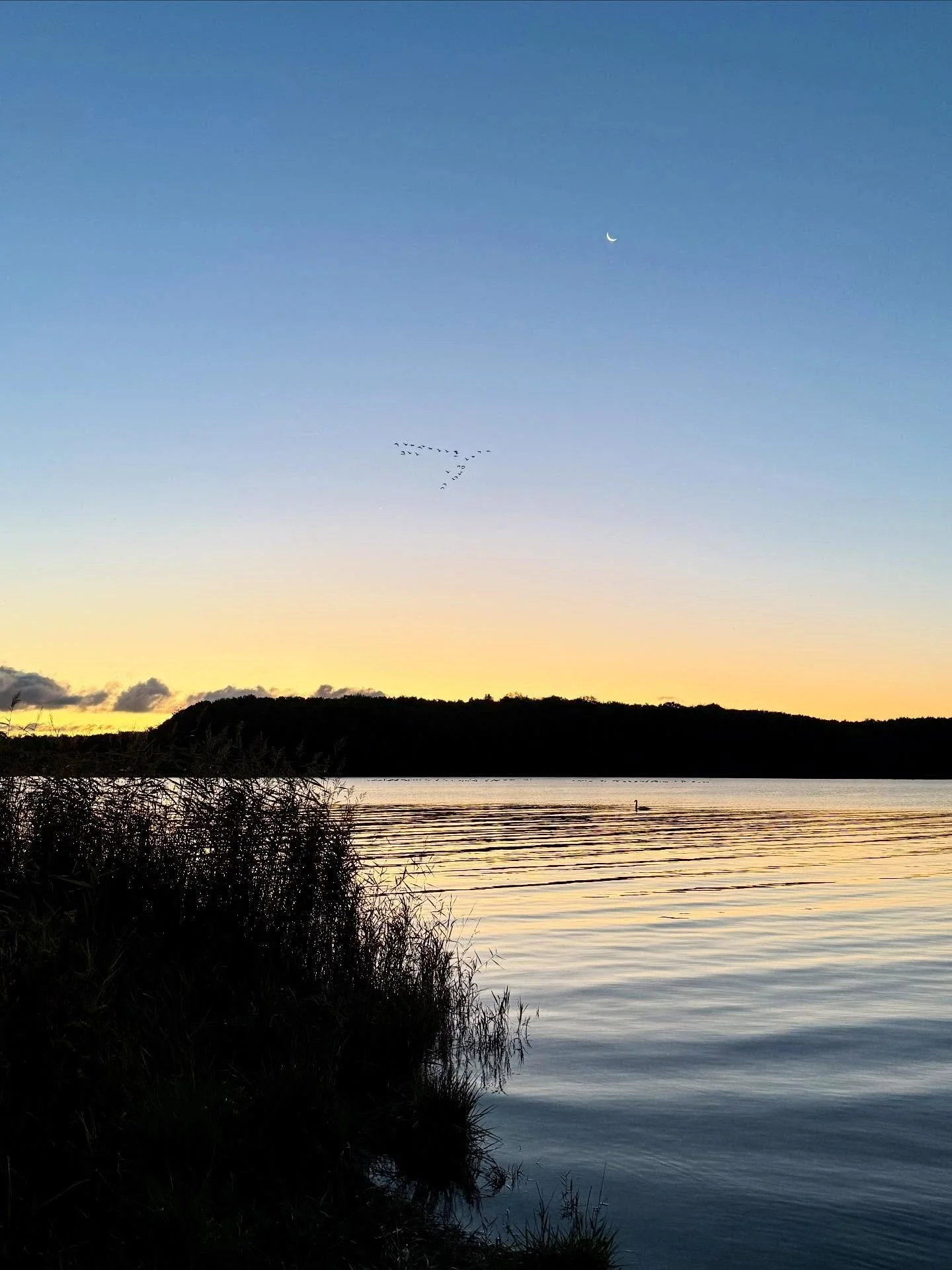 Sonnenaufgangswanderung im Naturschutzgebiet  Dummersdorfer Ufer, L&uuml;beck 🦢🌞