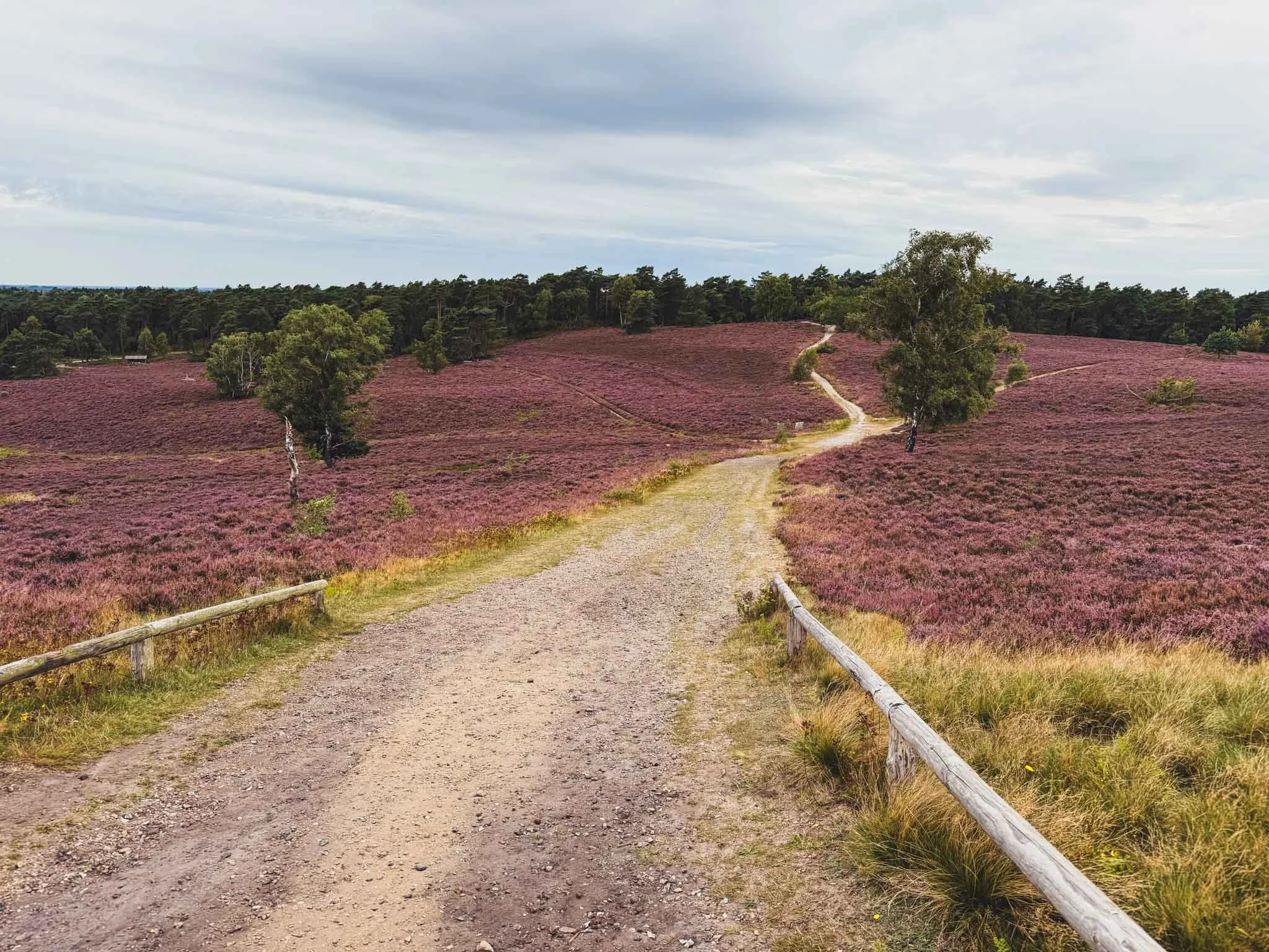 Mit dem Zelt durch die Heide: 4 Tage auf dem Heidschnucken-weg