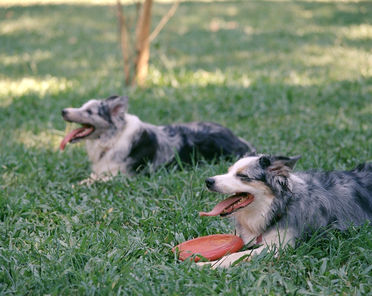 Cachorródromo Ibirapuera - Kodak C200