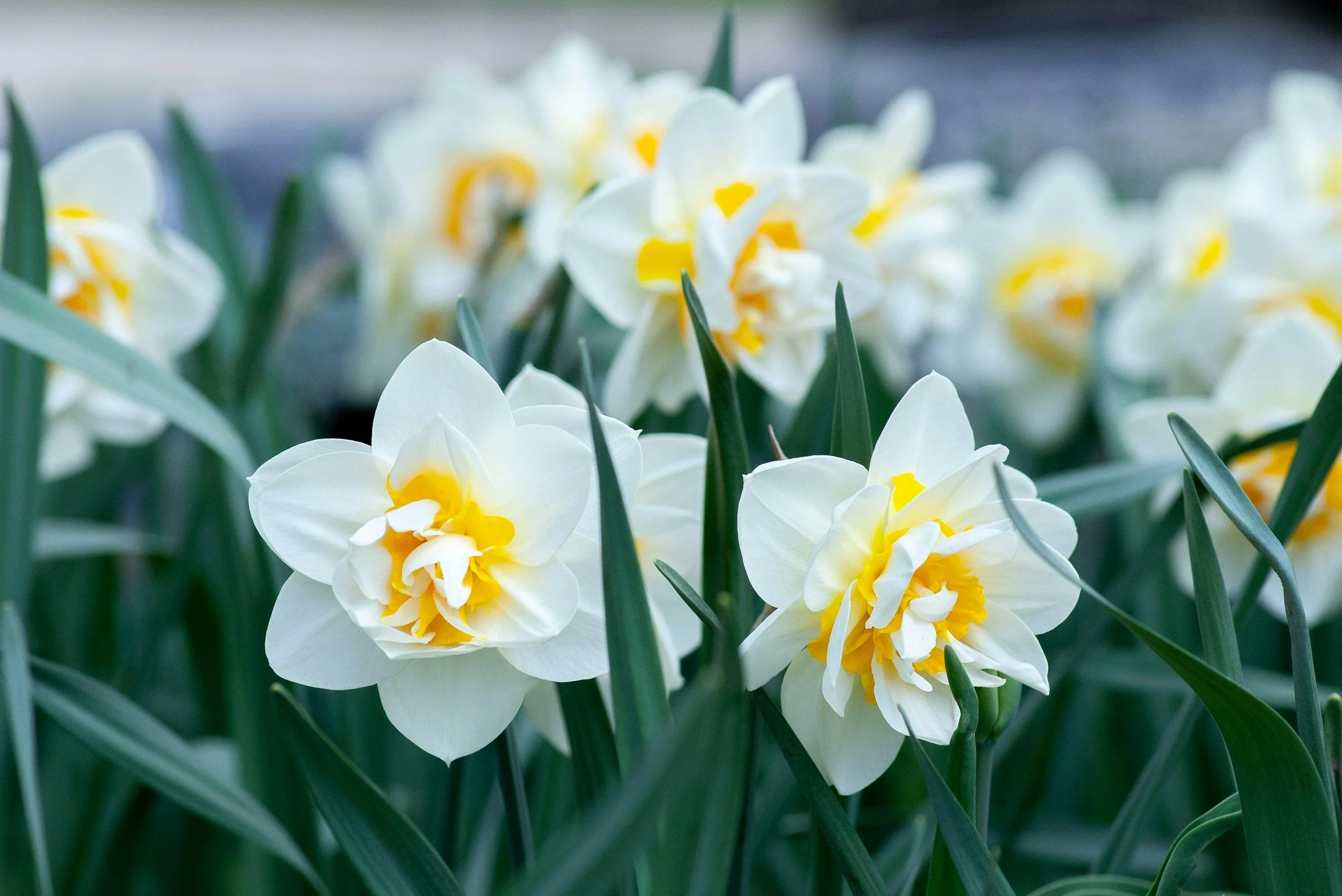 Planting Spring Bulbs in November: Tips for Welsh Gardens