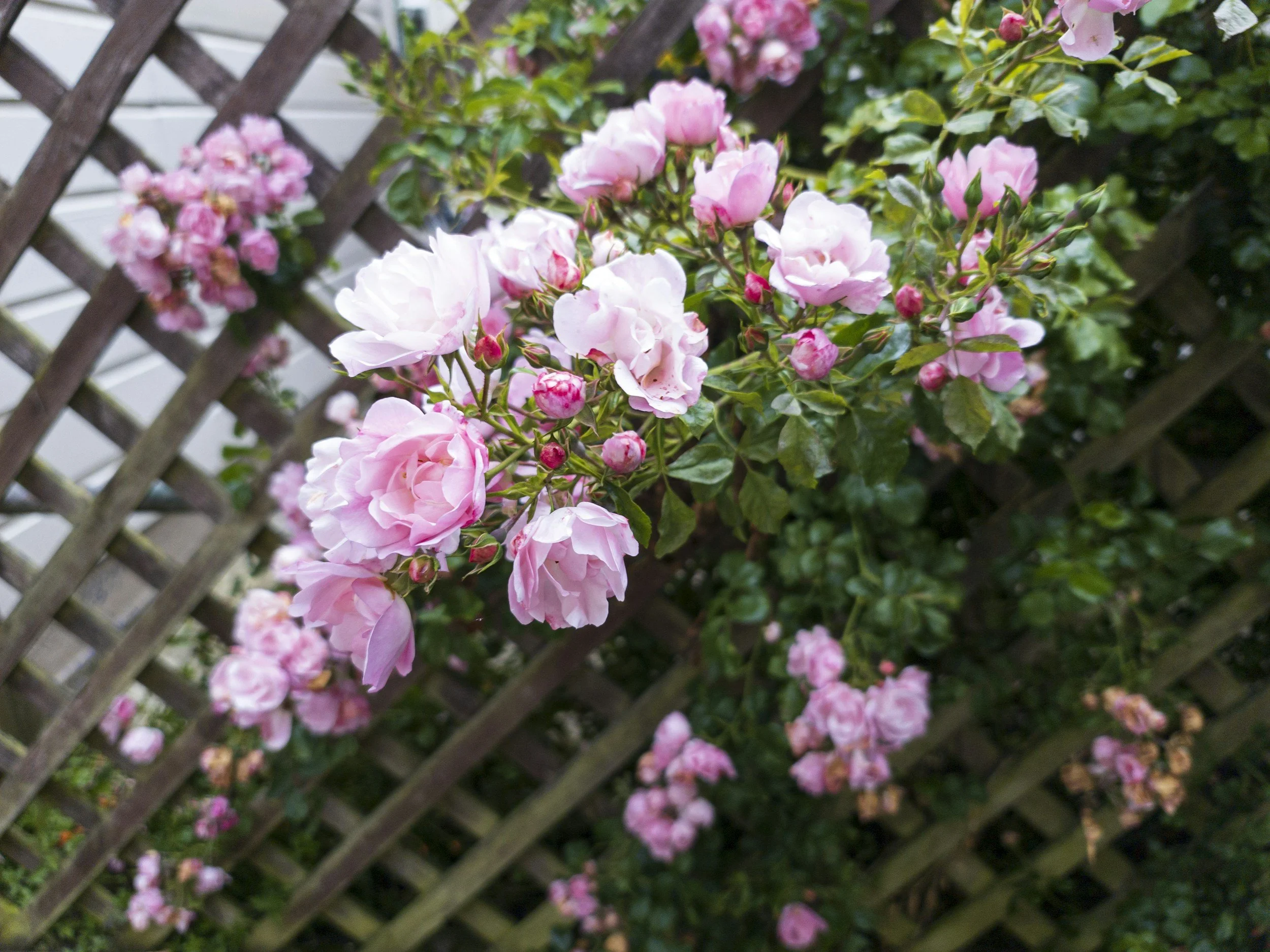 Winter Prune Climbing Roses