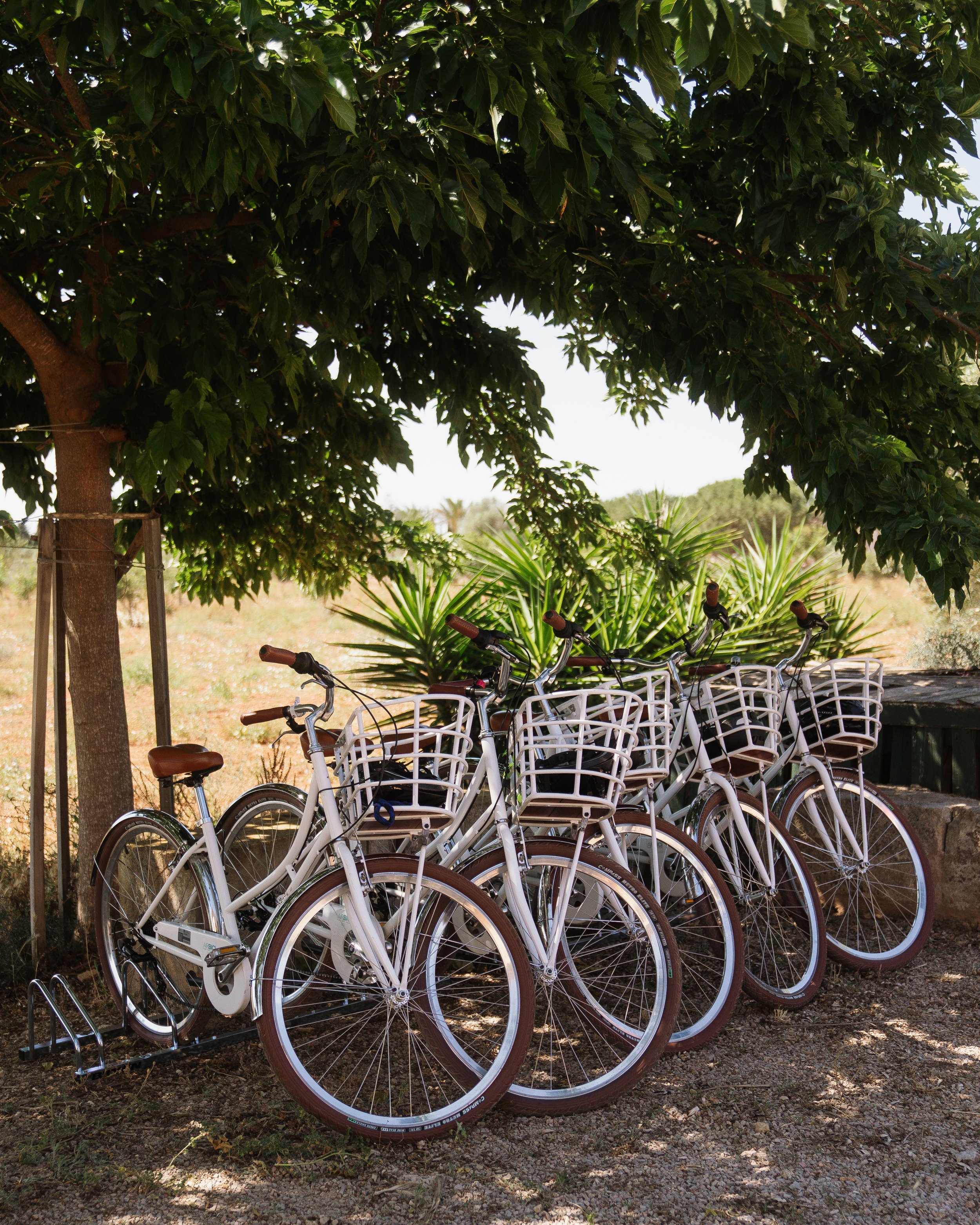 Bicycles 4.jpg