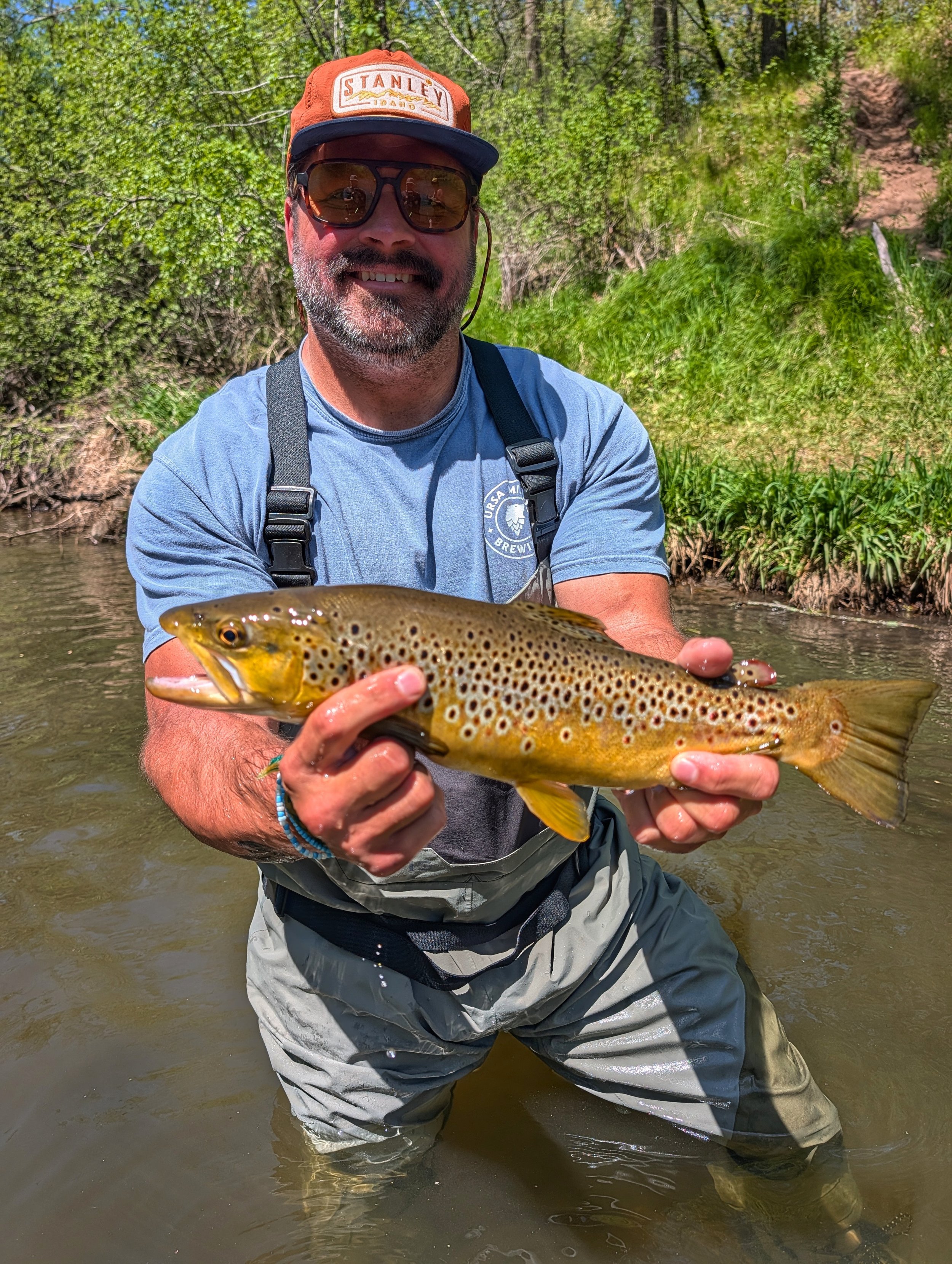 Brown Trout Fly Fishing 