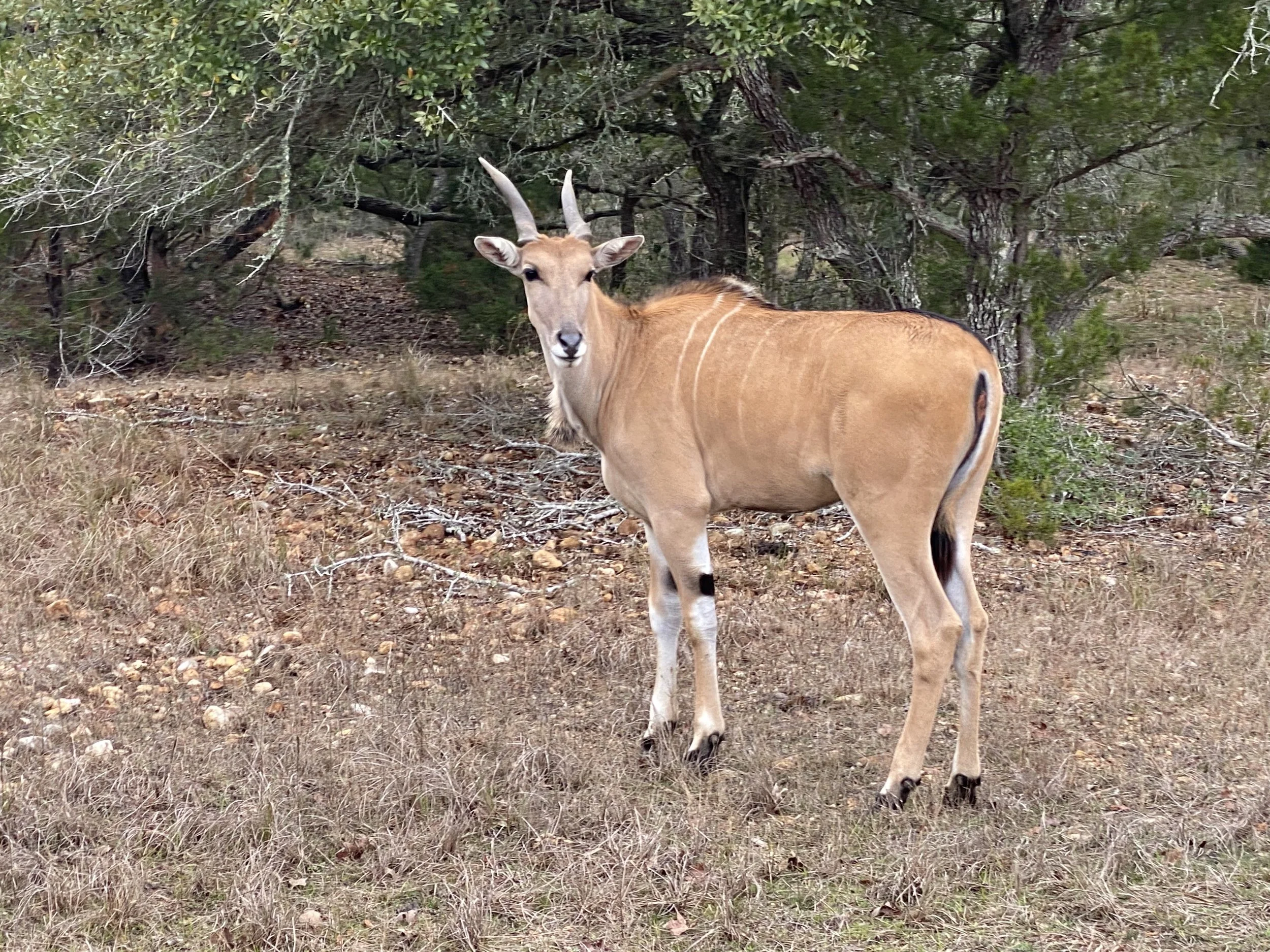 Eland1.jpg