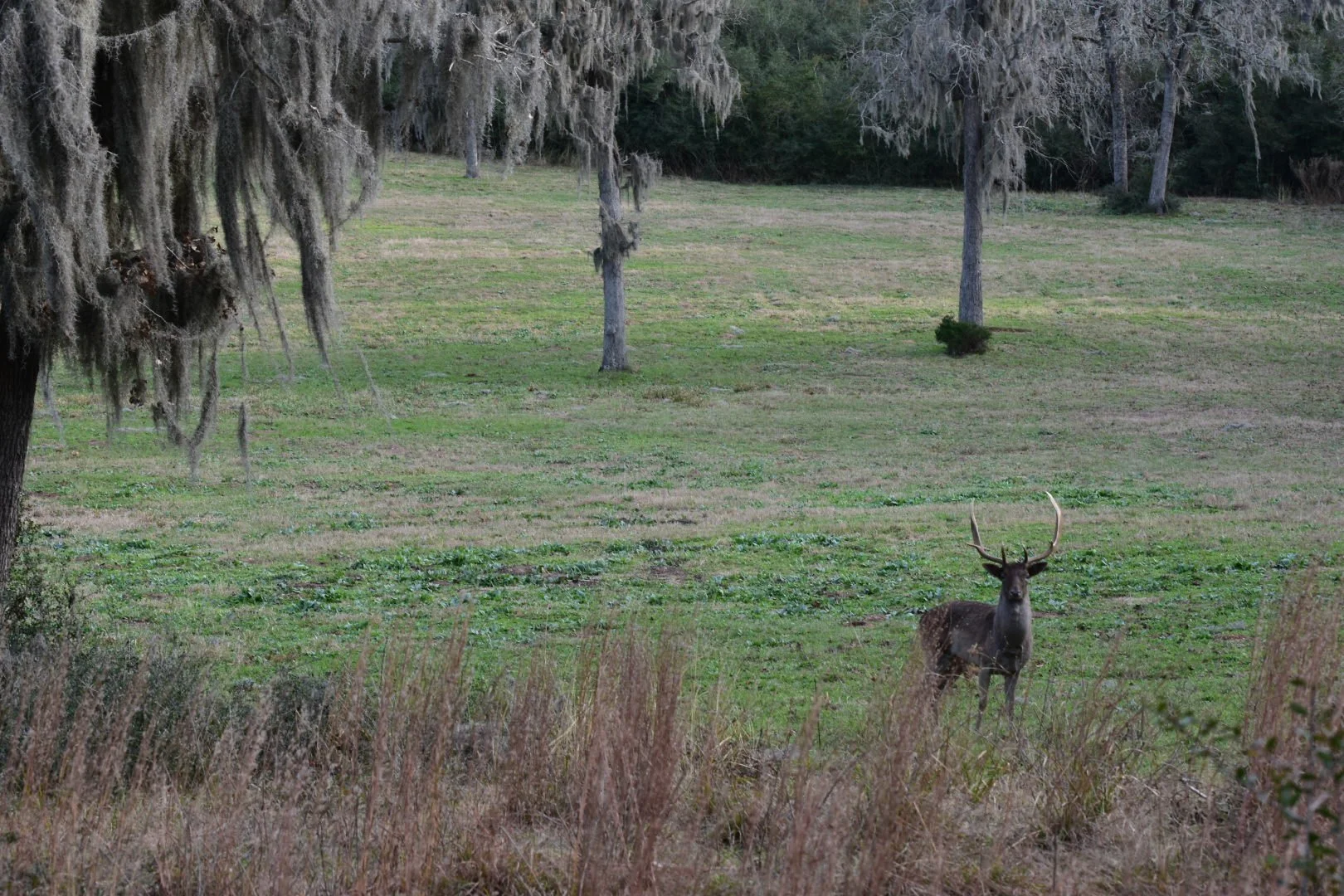 fallow buck.JPG