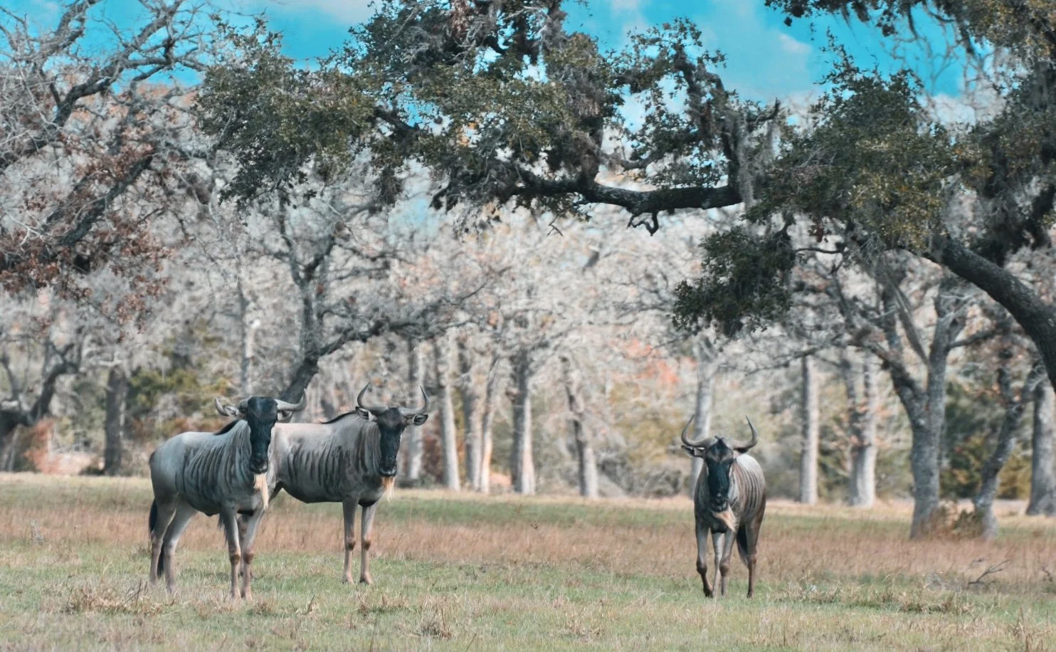 Wildebeest edited.jpg