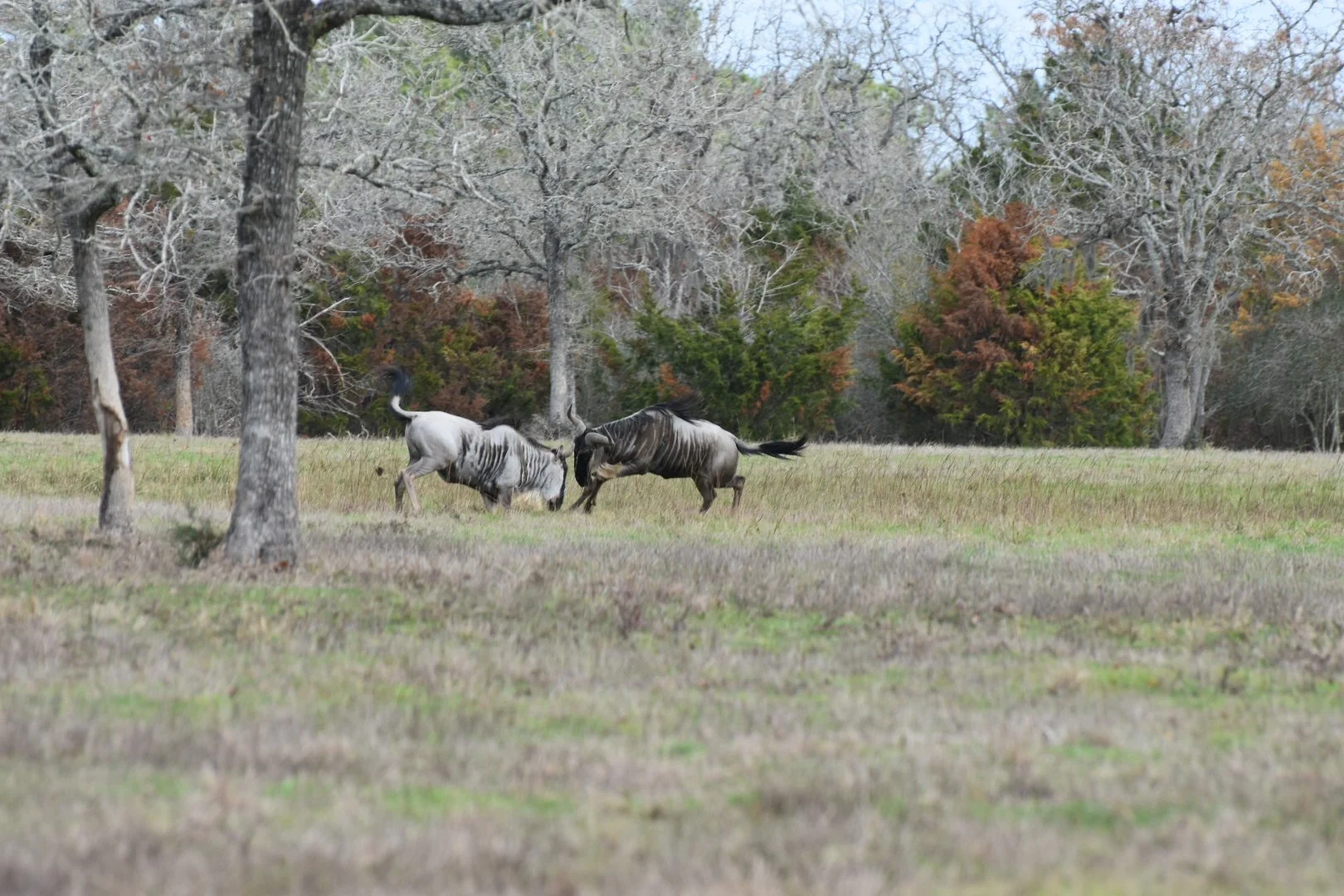 Wildebeest fighting.JPG